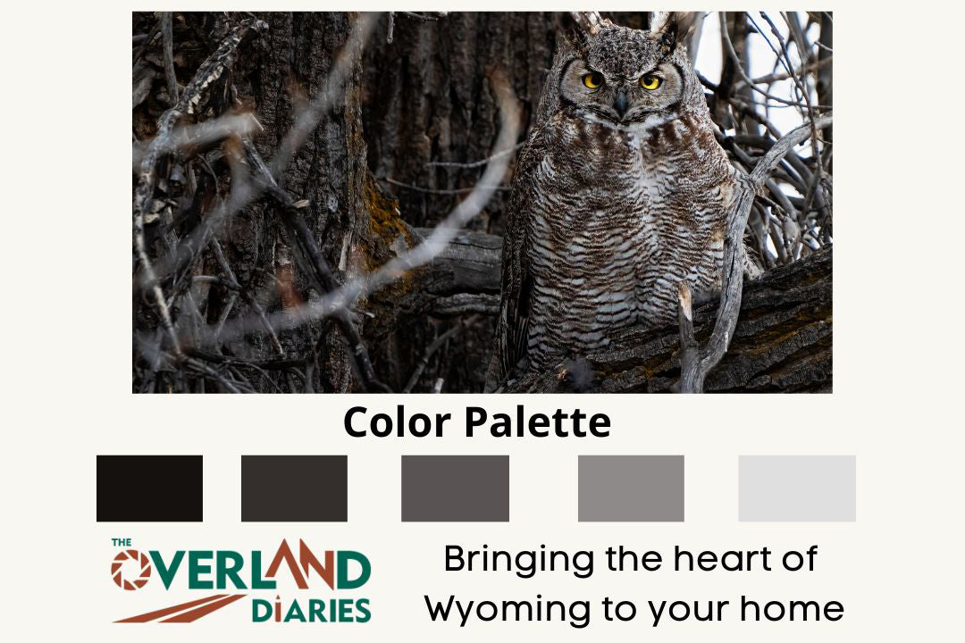 Wildlife Photography: Great Horned Owl - The Overland Diaries