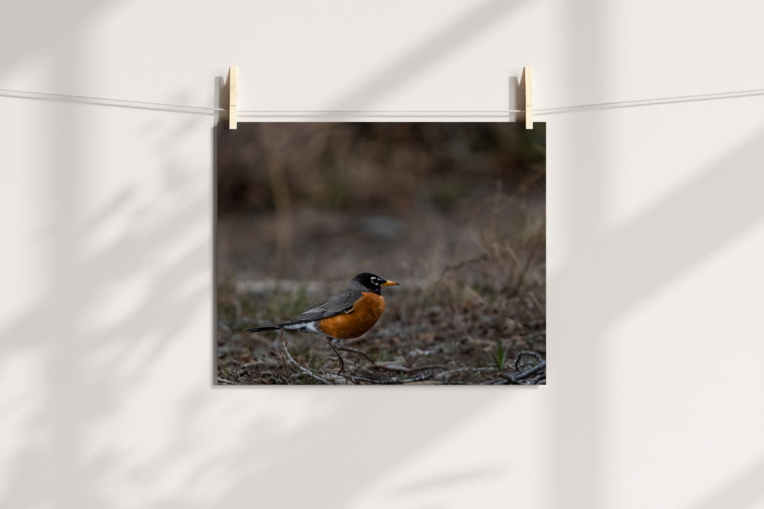Bird Photography: Bobbin Robin - The Overland Diaries
