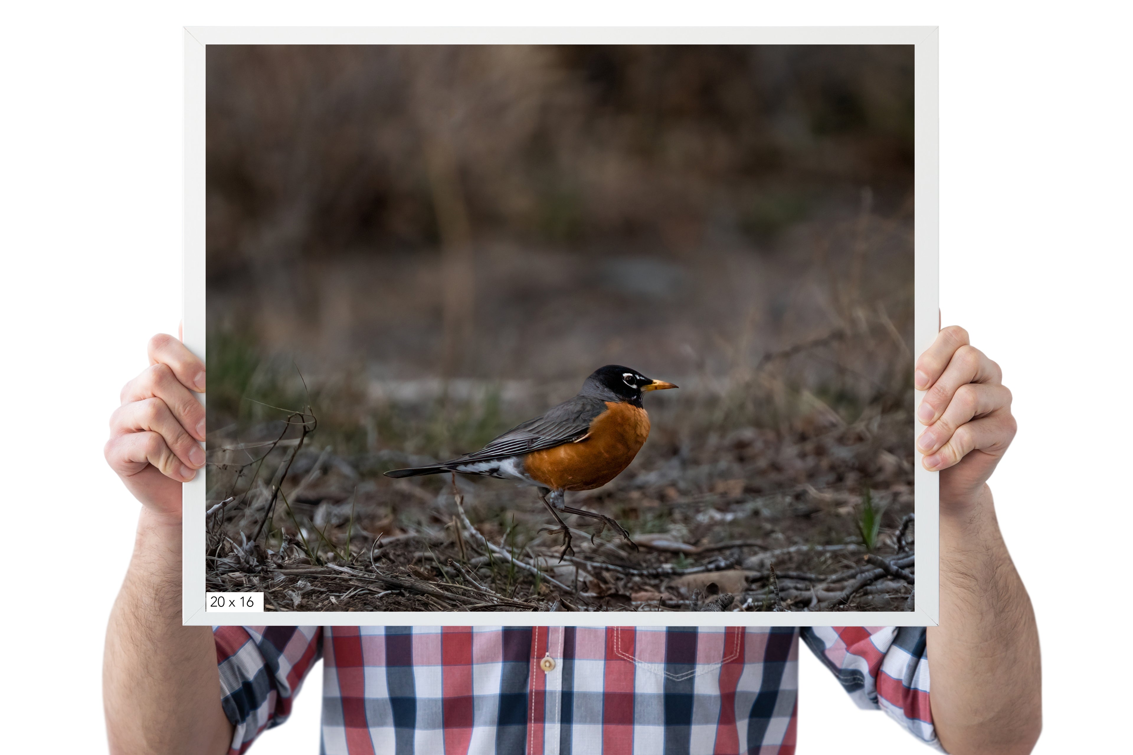 Bird Photography: Bobbin Robin - The Overland Diaries