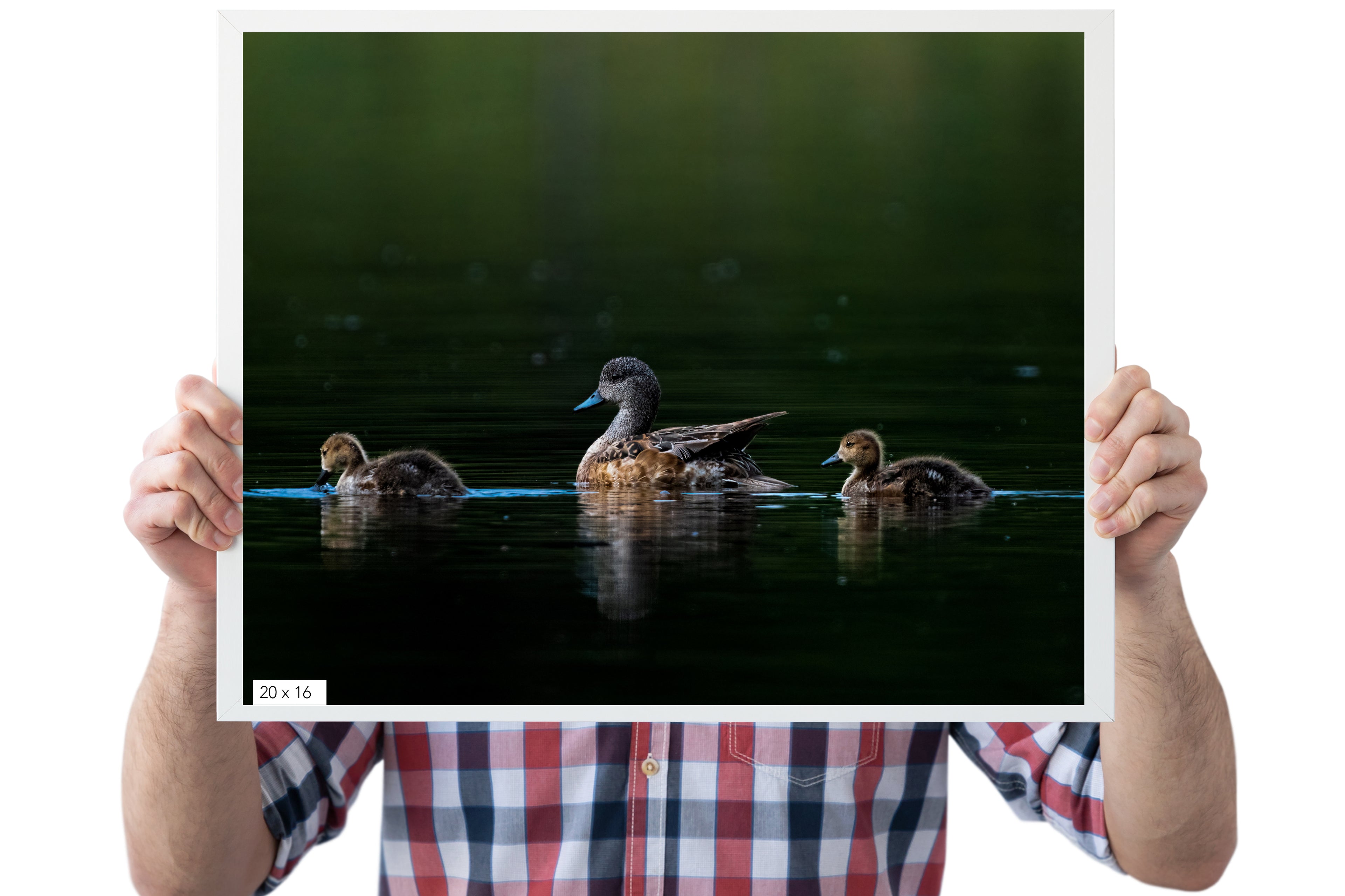 Cute Photo of American Wigeon With Ducklings - The Overland Diaries