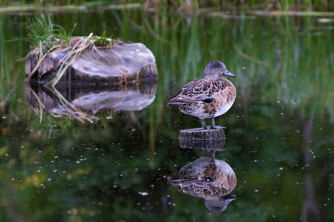 Bird Photography: American Wigeon in Summer (Duck Photography) - The Overland Diaries