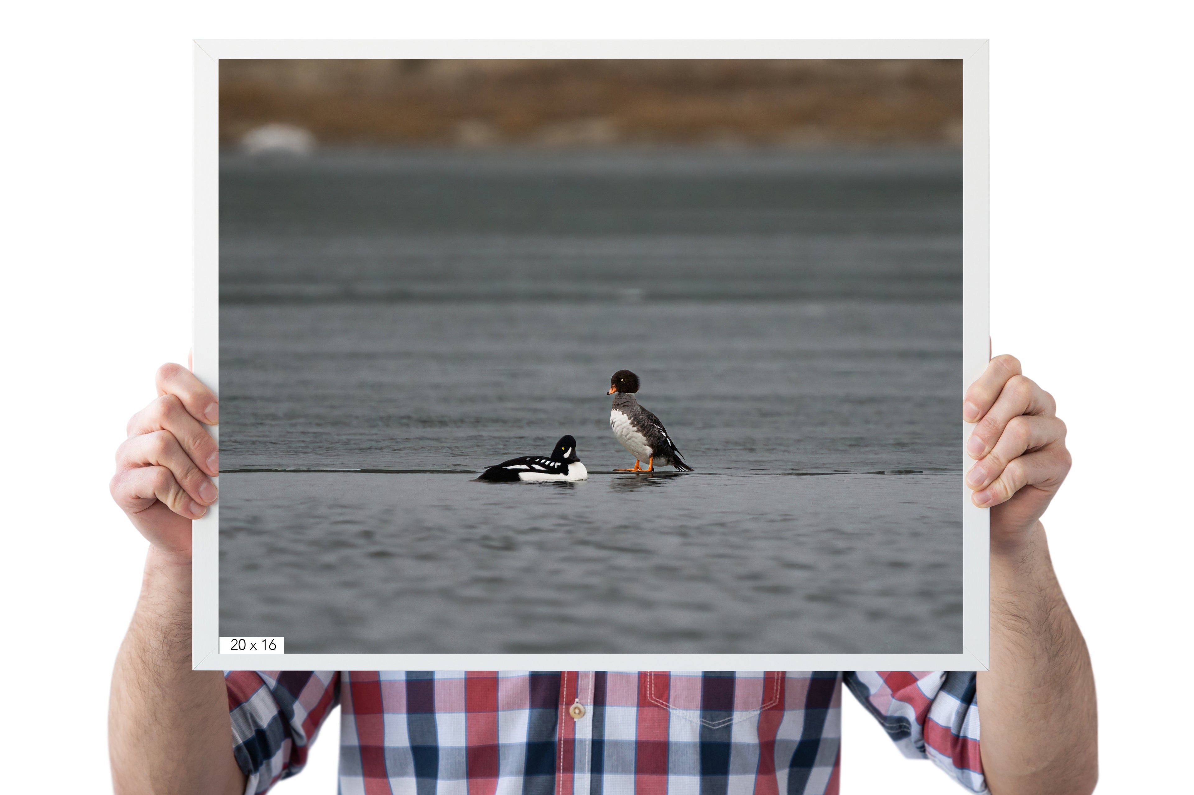 Duck Art Print: Barrow&