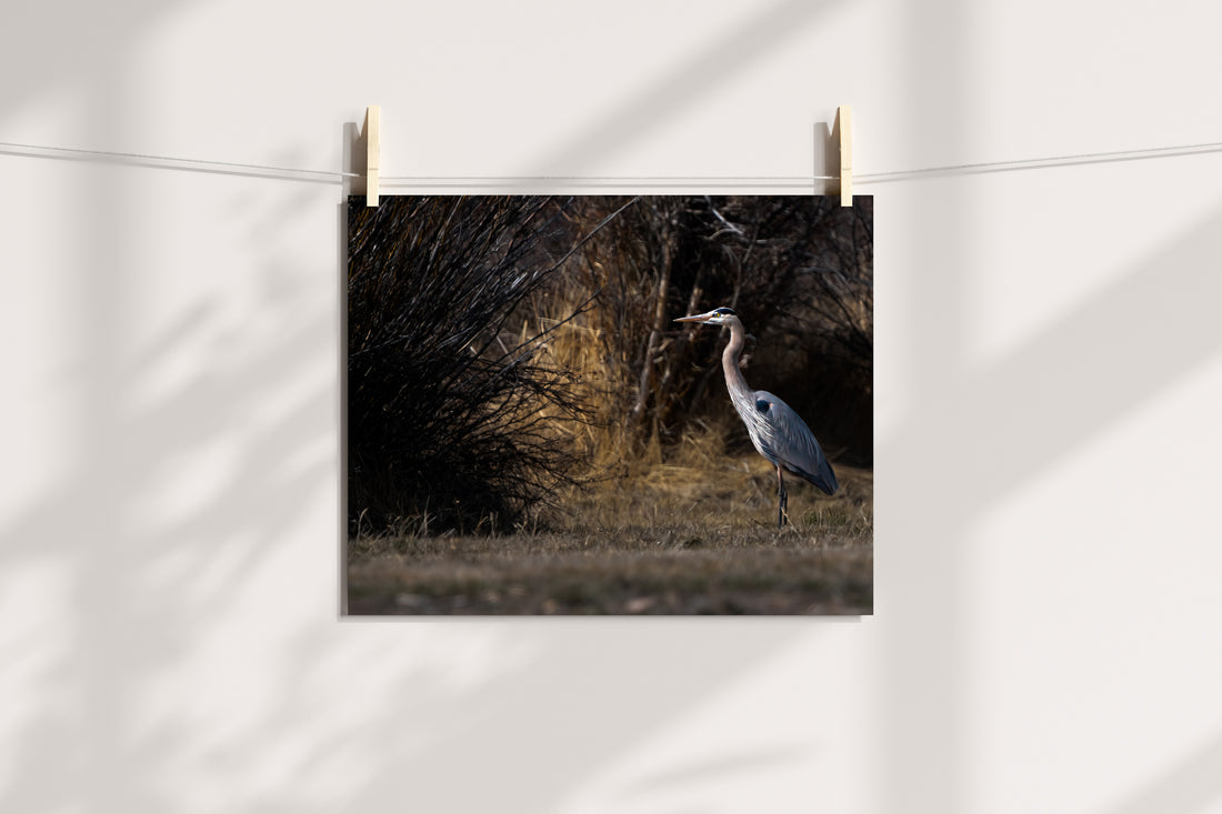 Blue Heron Nature Wall Art: Blue Heron - The Overland Diaries