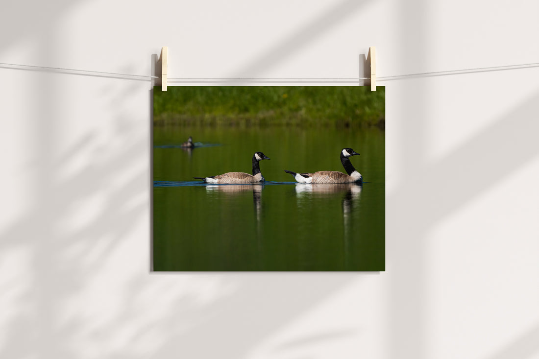 Couple of Canada Geese Photograph - The Overland Diaries