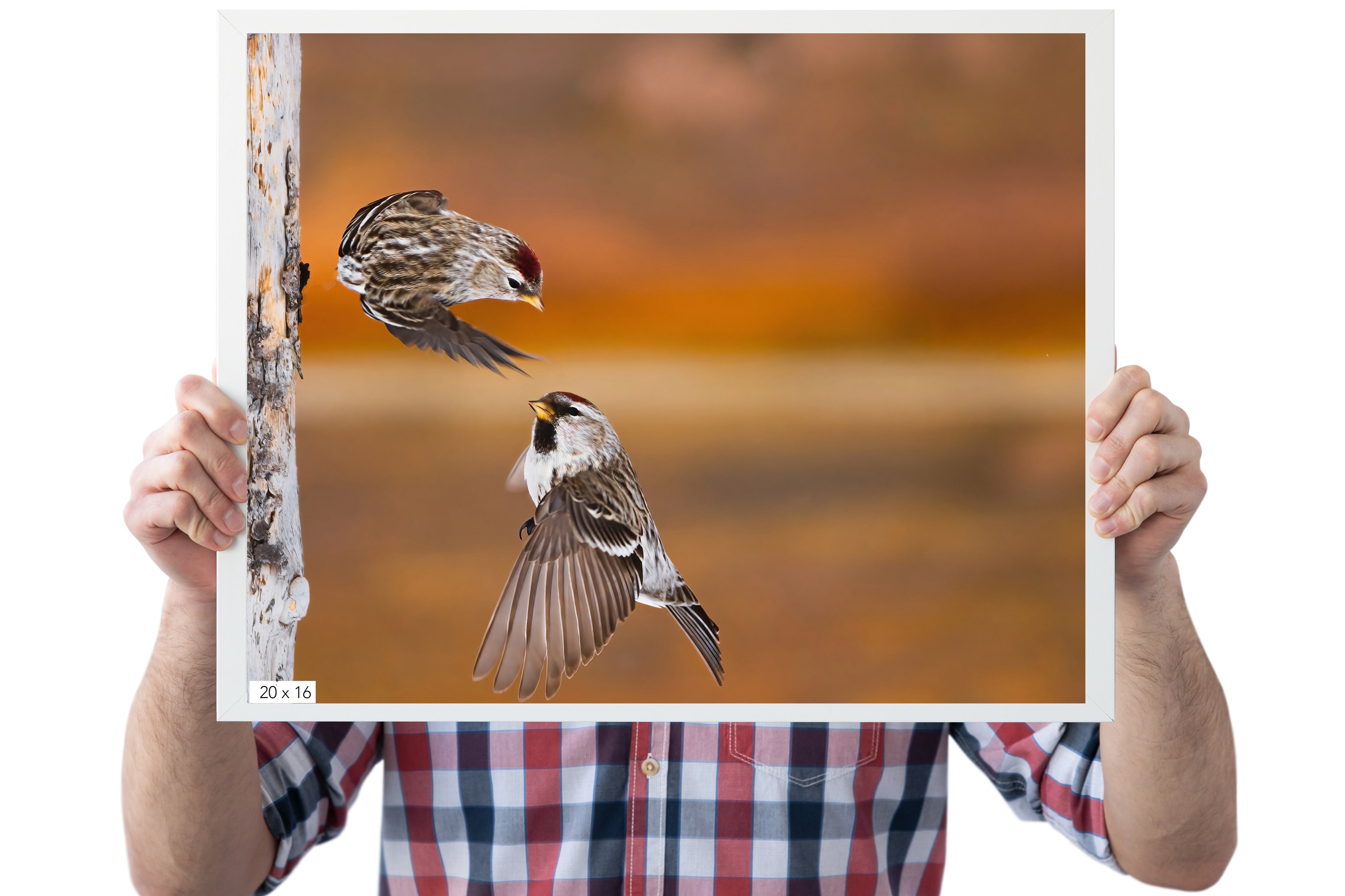 Flying Common Redpolls Photo Award-Winning Nature Photo - The Overland Diaries