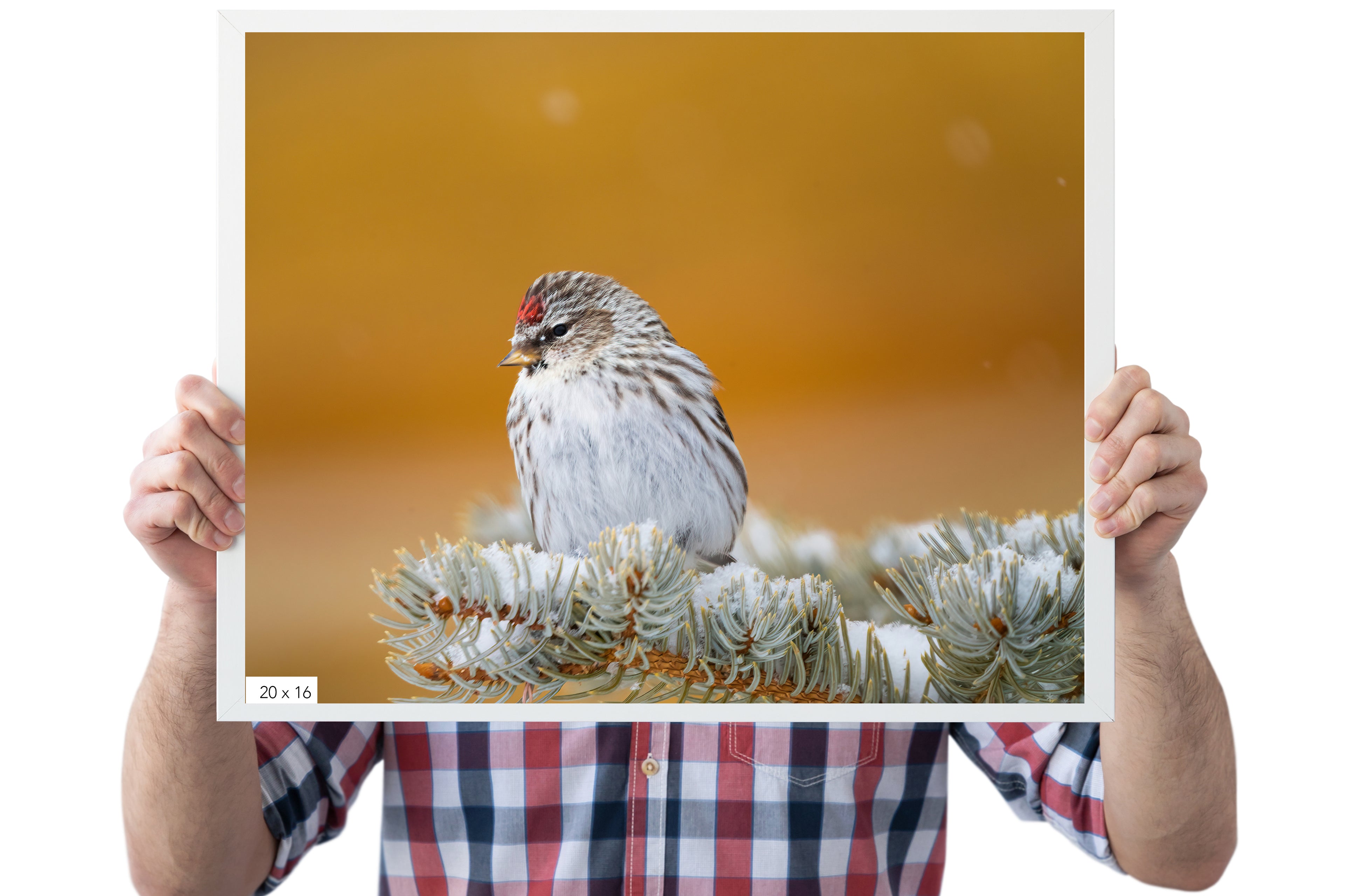 Wildlife Decor: Common Redpoll - The Overland Diaries