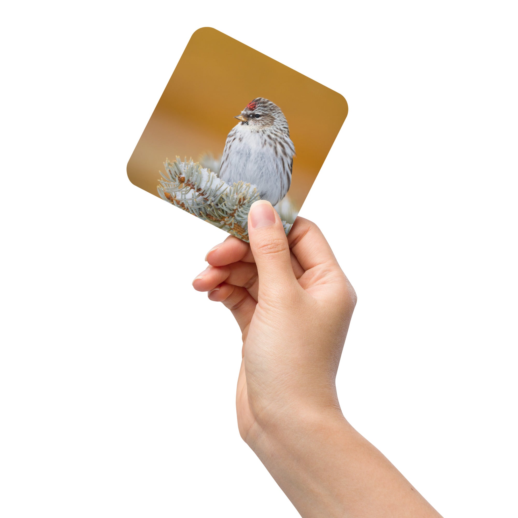 Gift Bird Lover Cork-Back Coaster - The Overland Diaries