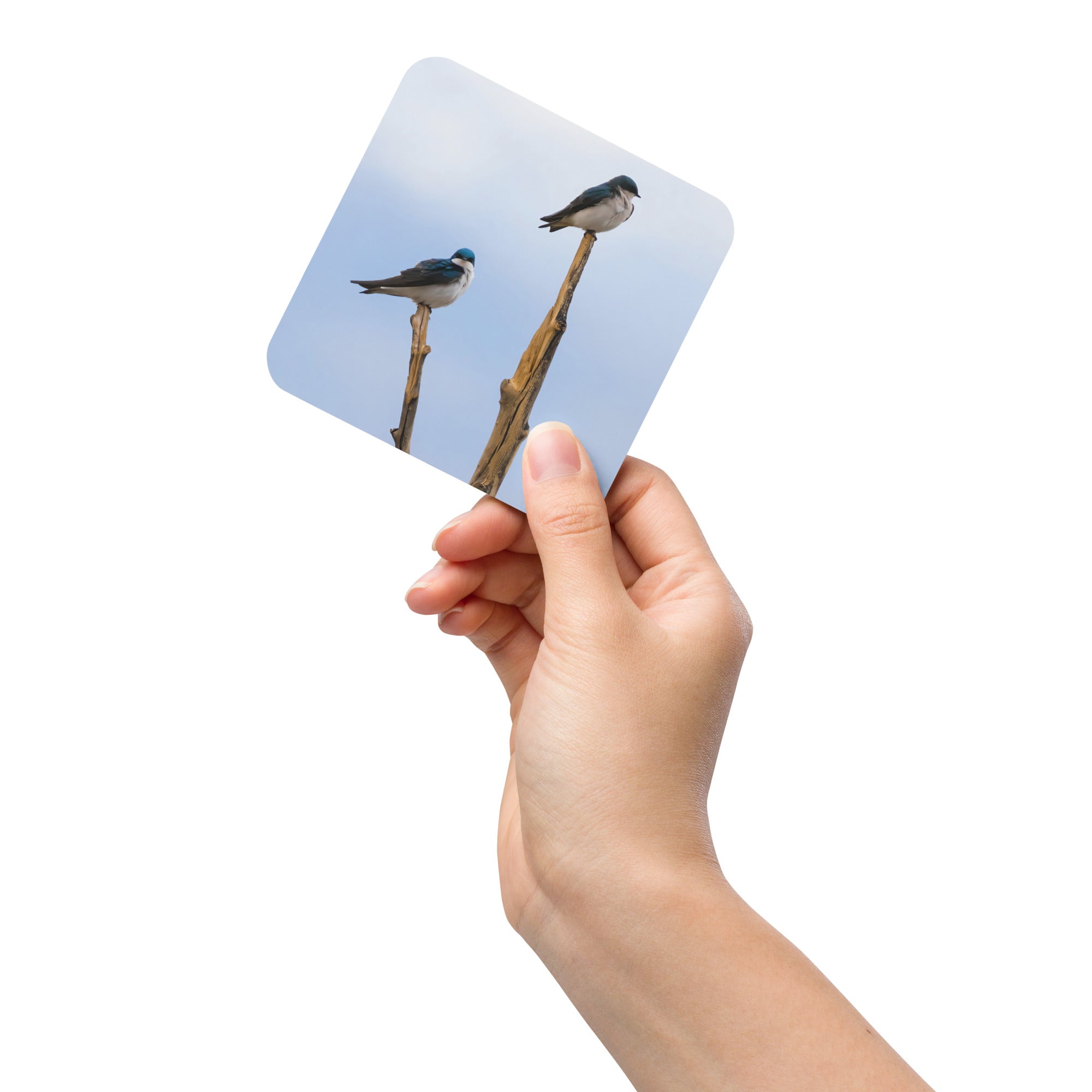 Tree Swallow Photo Cork-Back Coaster - The Overland Diaries