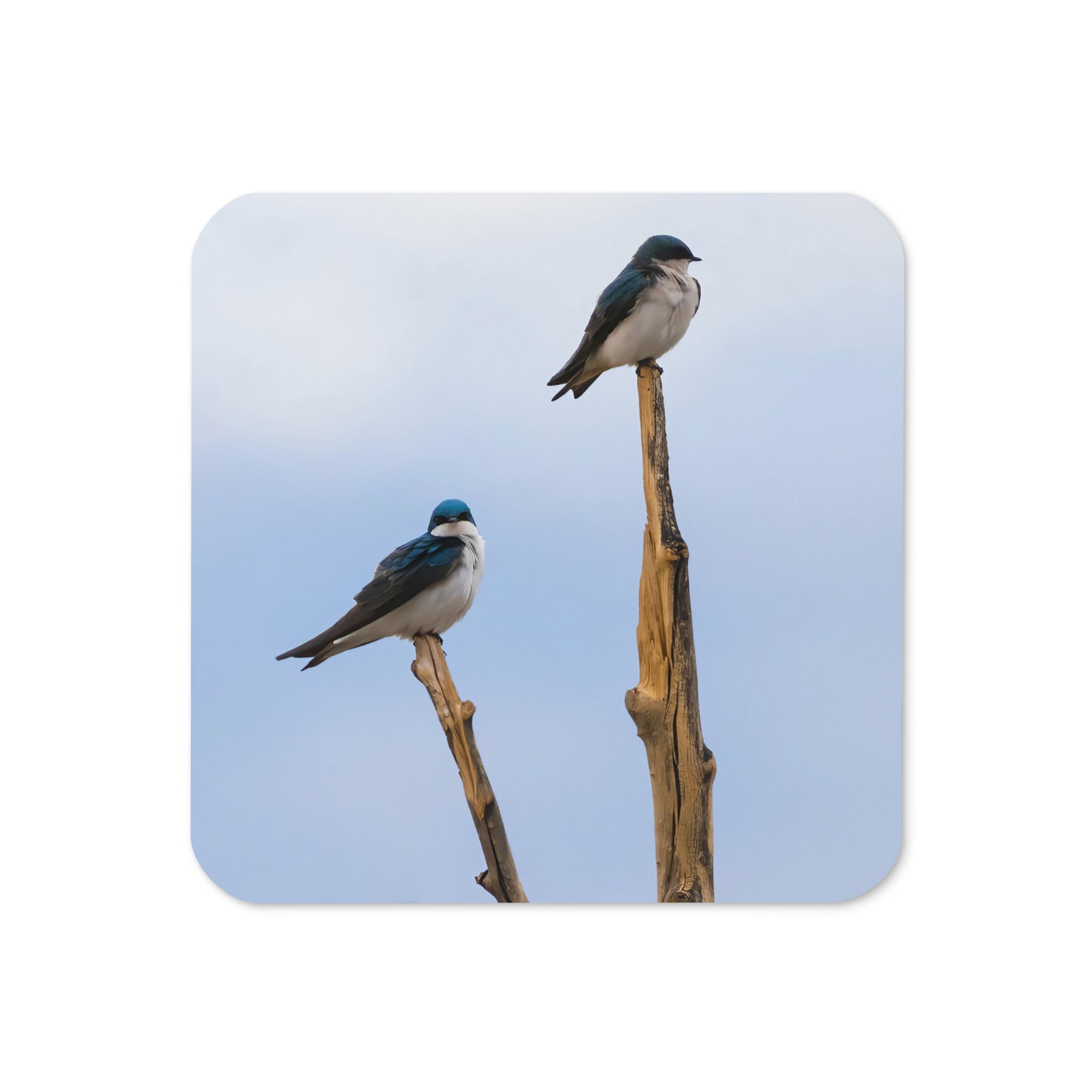 Tree Swallow Photo Cork-Back Coaster - The Overland Diaries