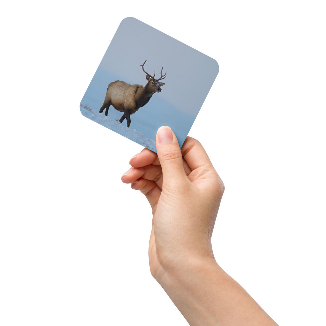 Elk Cork-back coaster - The Overland Diaries