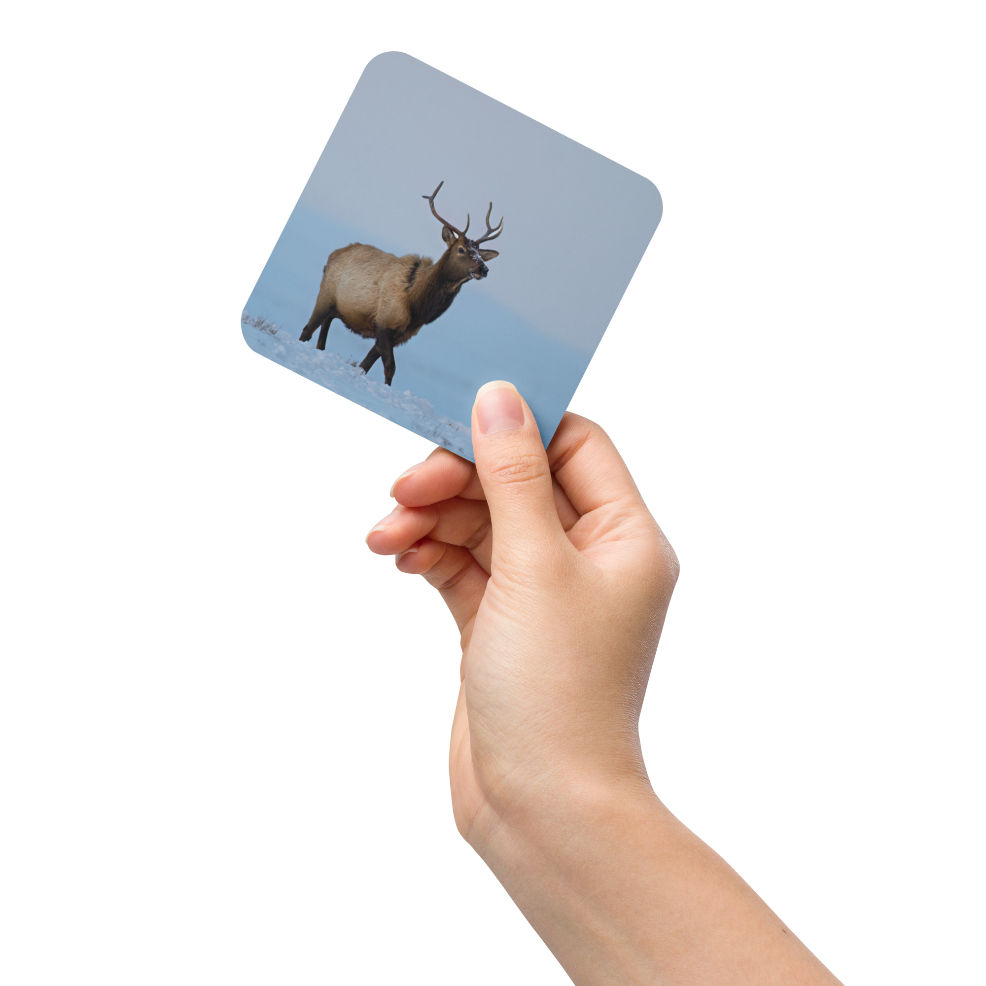 Elk Cork-back coaster - The Overland Diaries