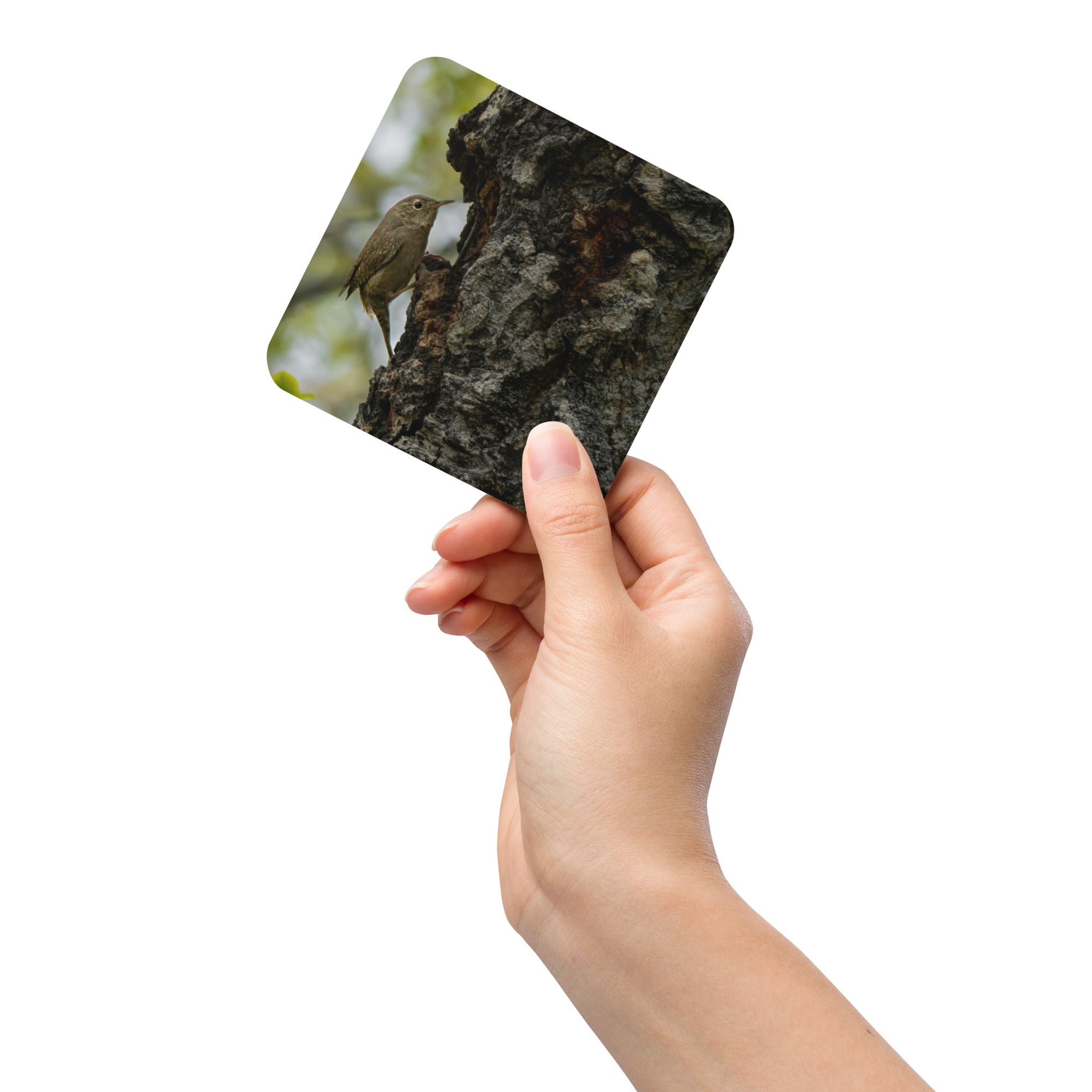 House Wren Cork-back coaster - The Overland Diaries