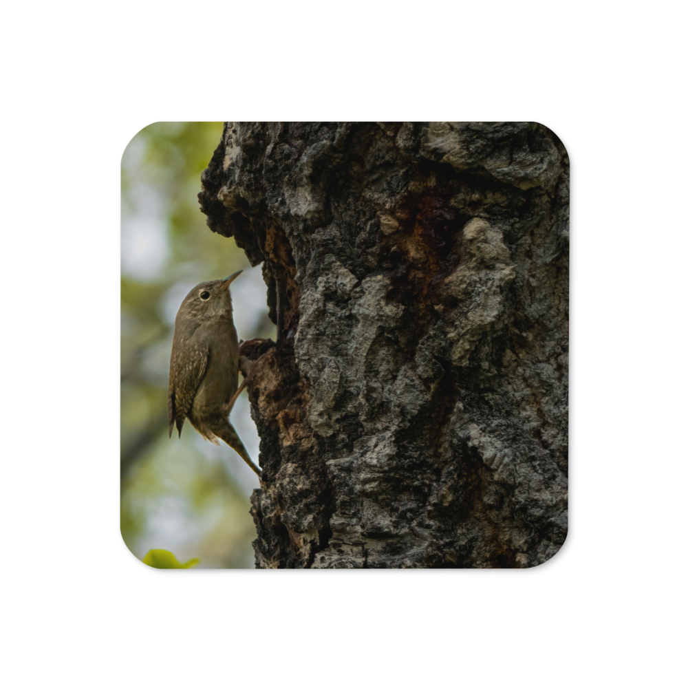 House Wren Cork-back coaster - The Overland Diaries
