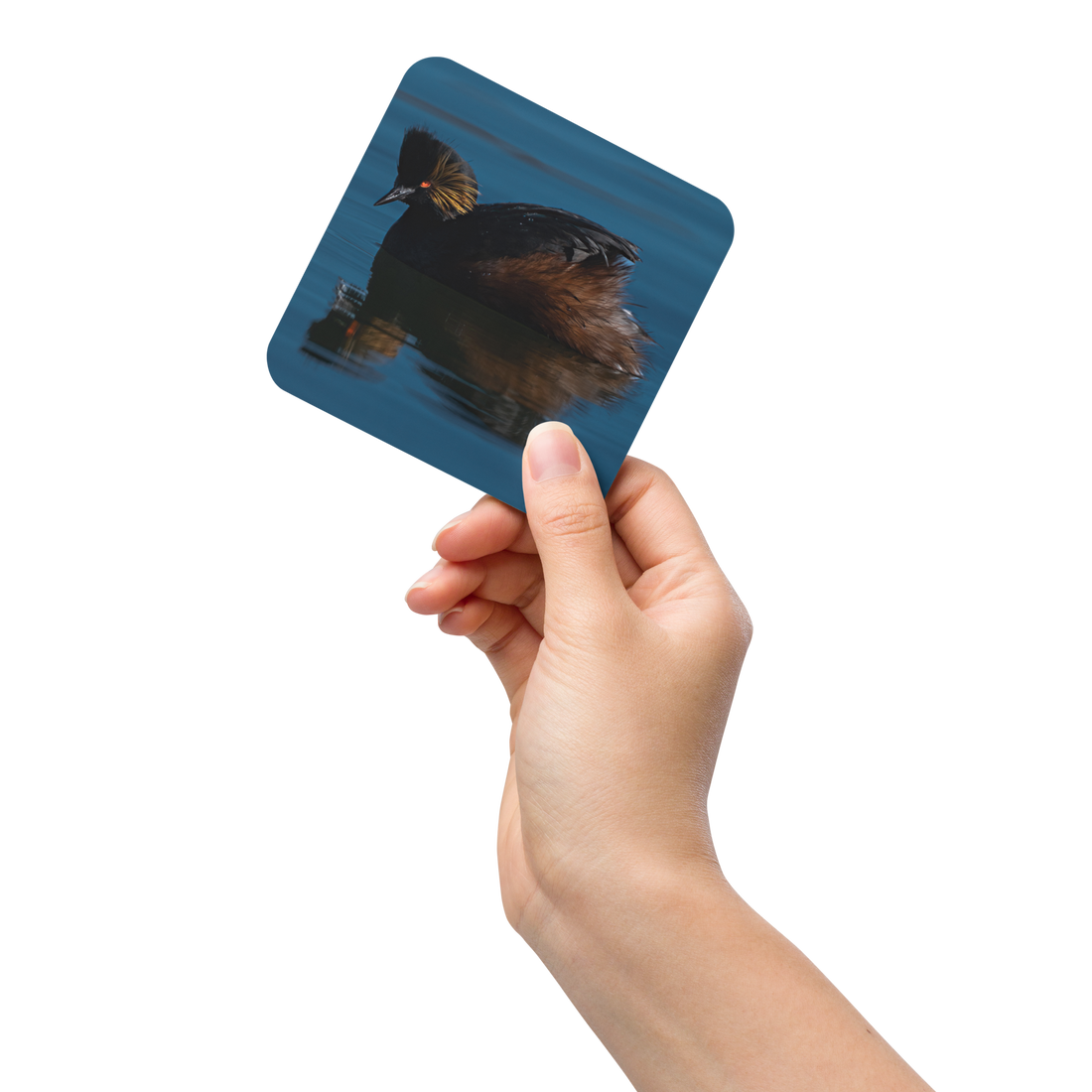 Eared GrebeCork-back Coaster - The Overland Diaries
