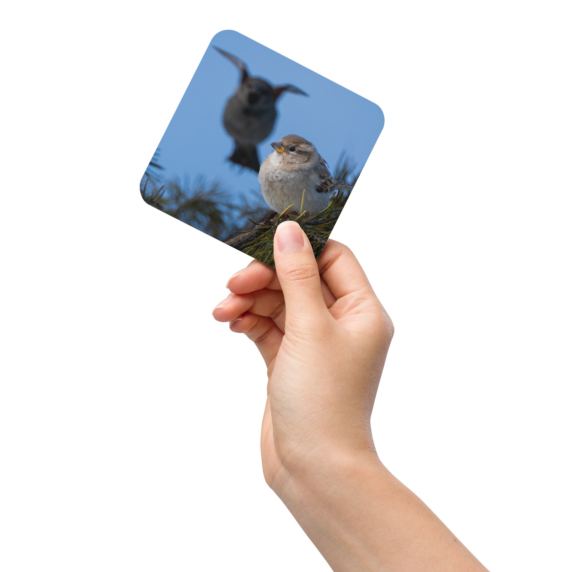 House Sparrow Cork-back Coaster - The Overland Diaries
