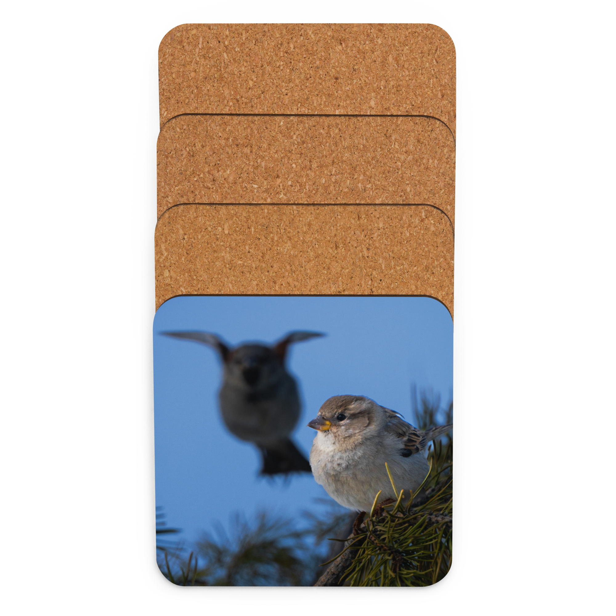 House Sparrow Cork-back Coaster - The Overland Diaries