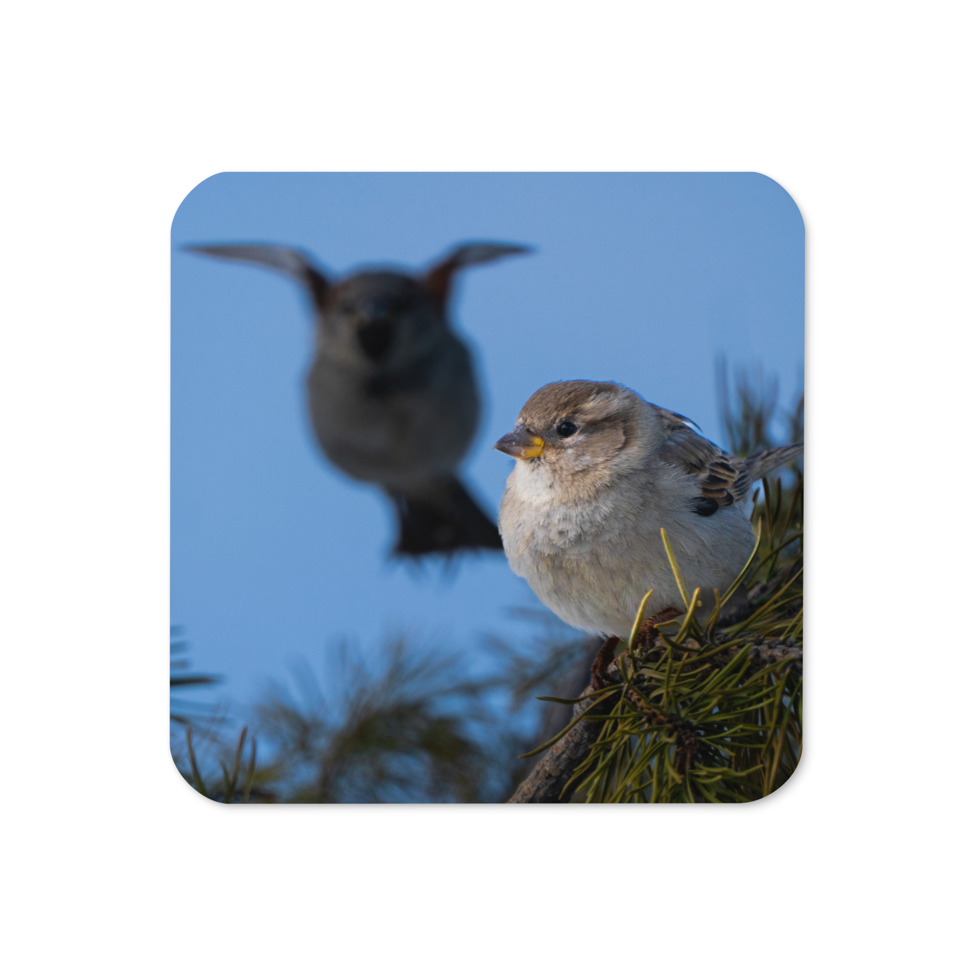 House Sparrow Cork-back Coaster - The Overland Diaries