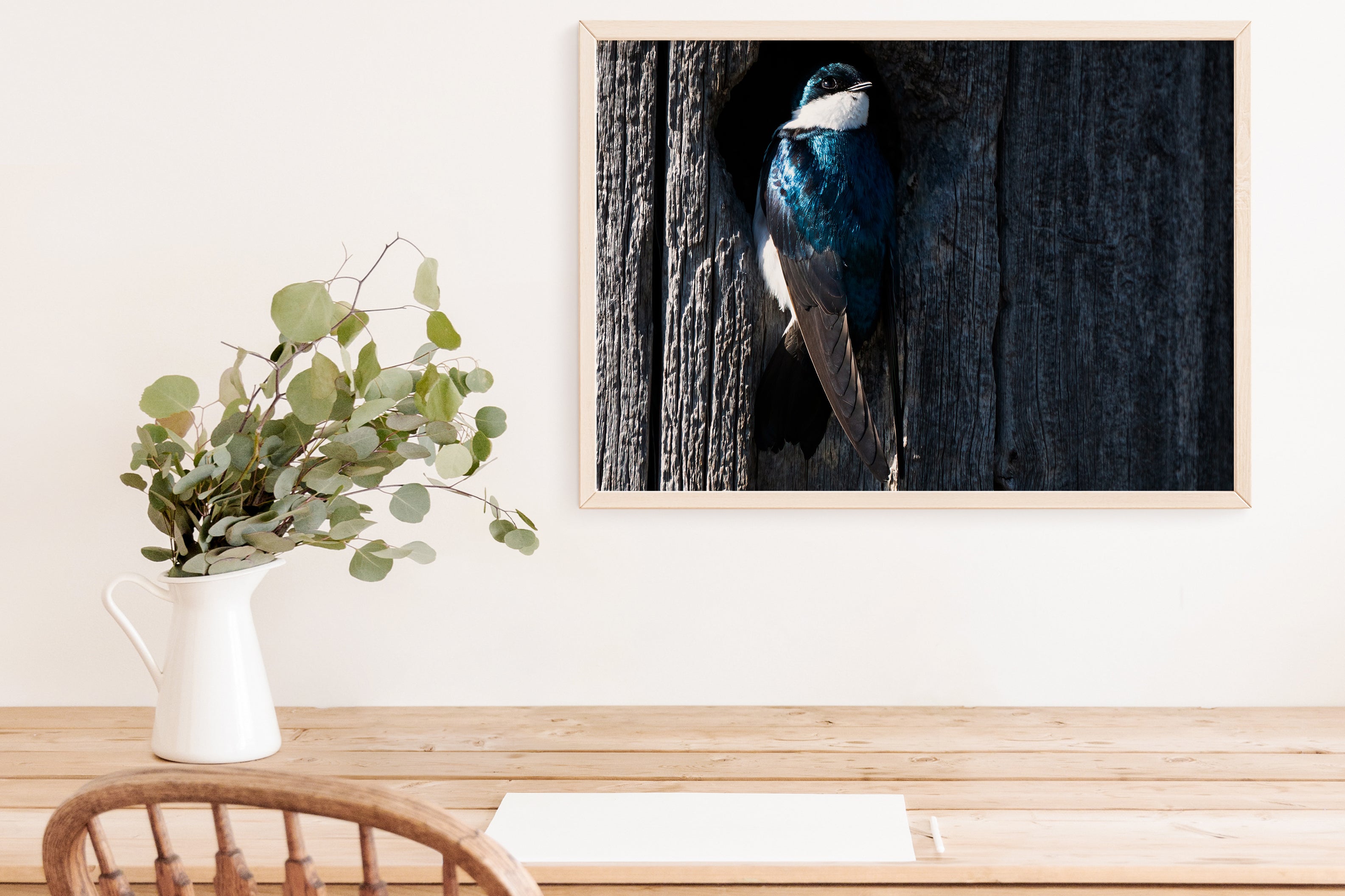 Tree Swallow Coming Out Of Nest - The Overland Diaries