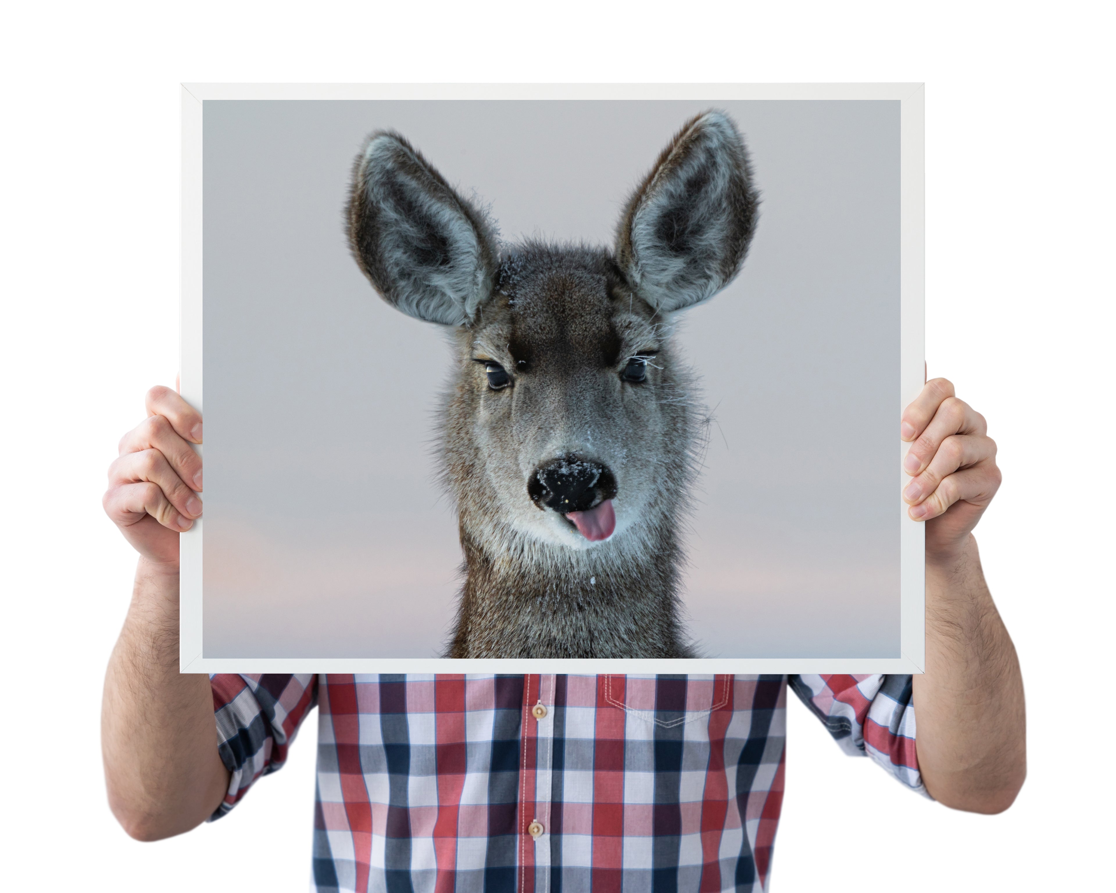 Deer Funny Face - The Overland Diaries