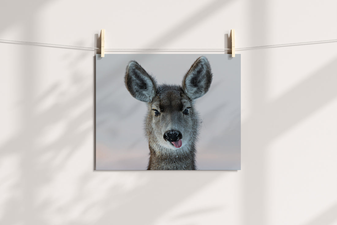 Deer Funny Face - The Overland Diaries