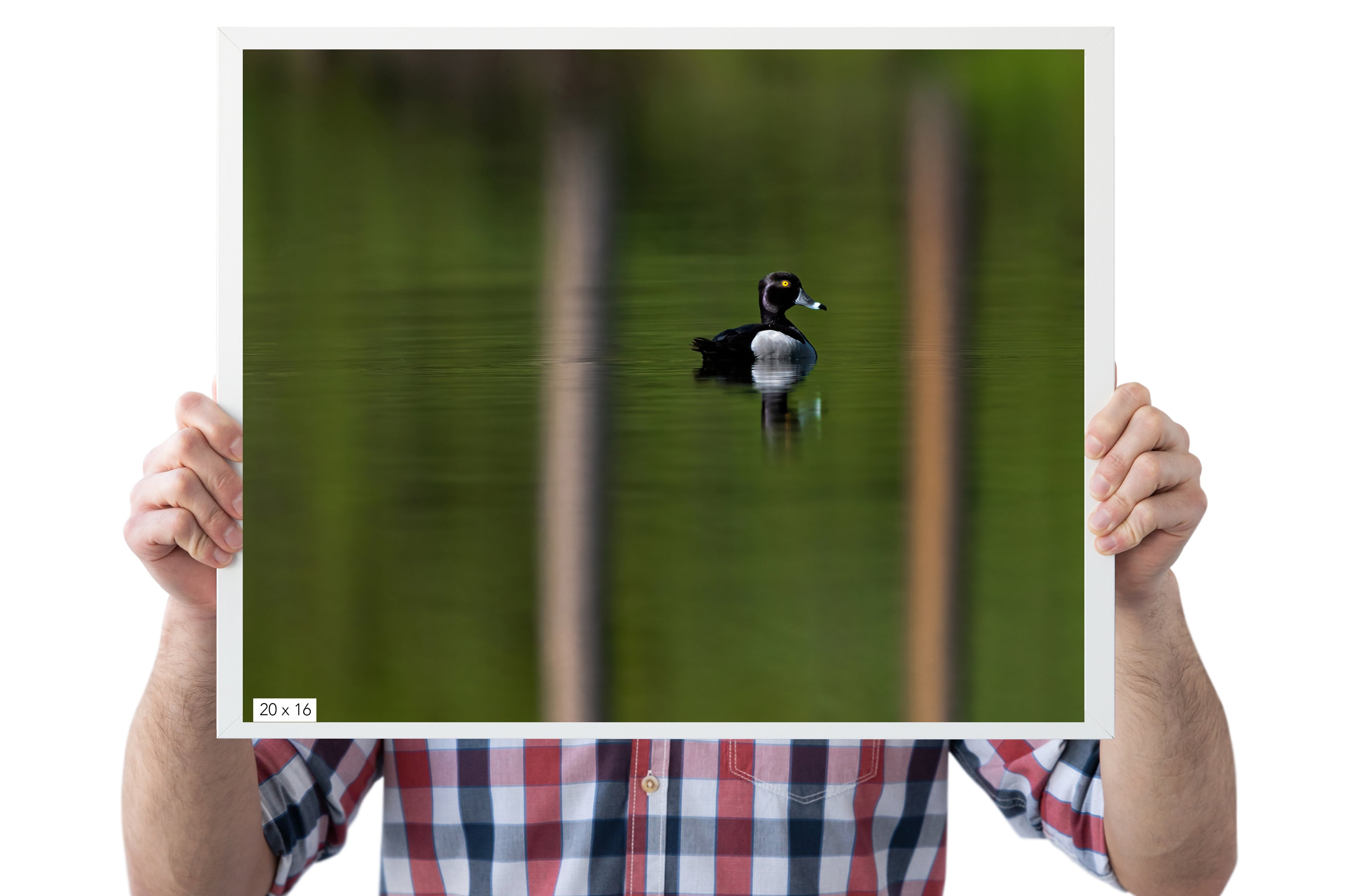 Ring-necked Duck Photo - The Overland Diaries