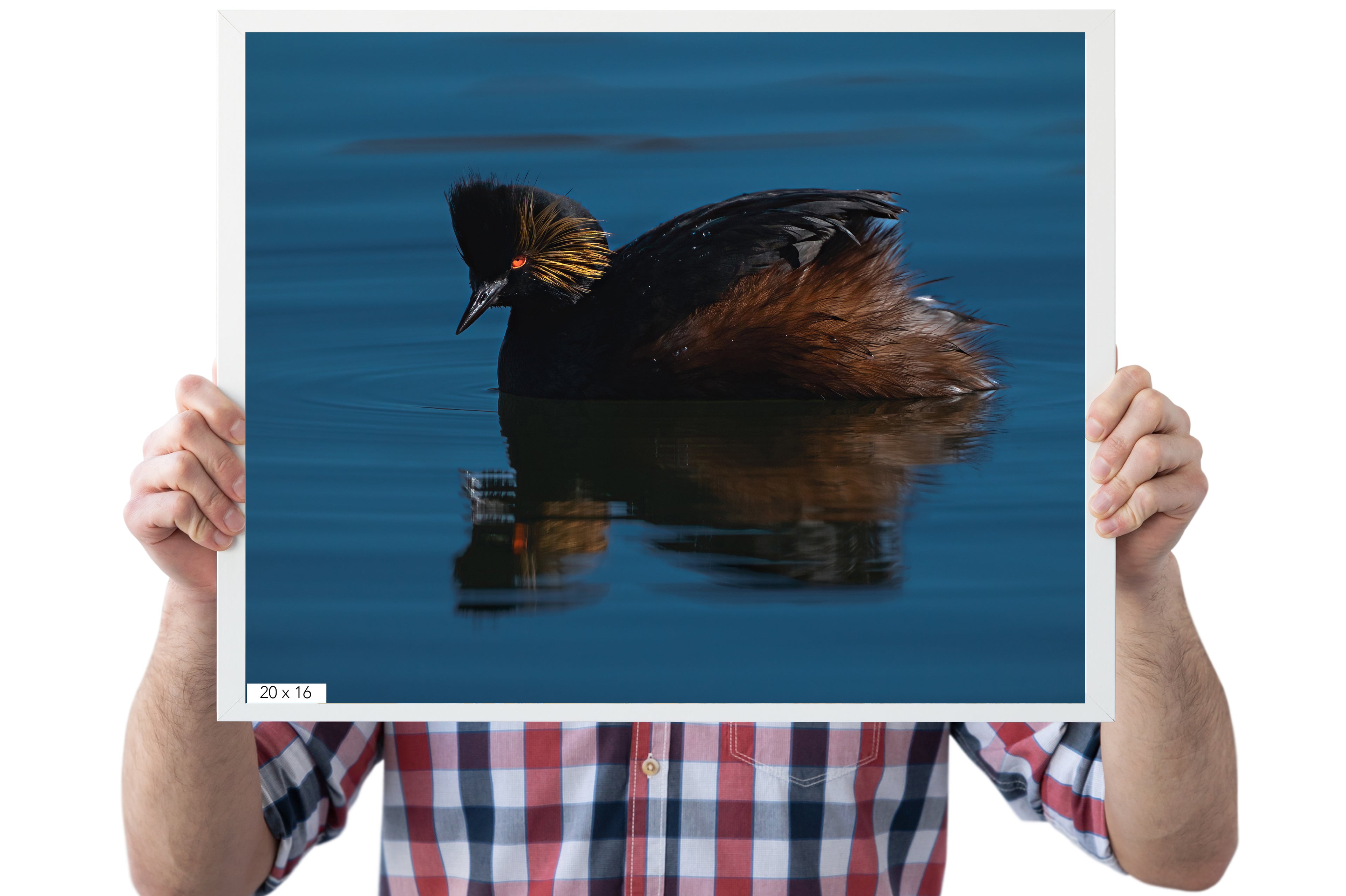 Fine Art Wildlife Eared Grebe - The Overland Diaries
