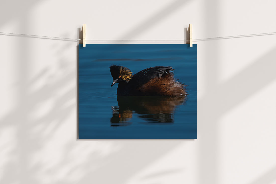 Fine Art Wildlife Eared Grebe - The Overland Diaries