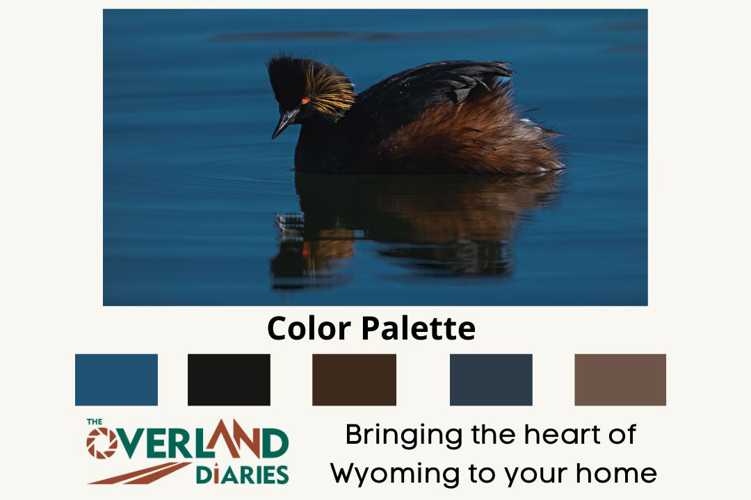 Fine Art Wildlife Eared Grebe - The Overland Diaries