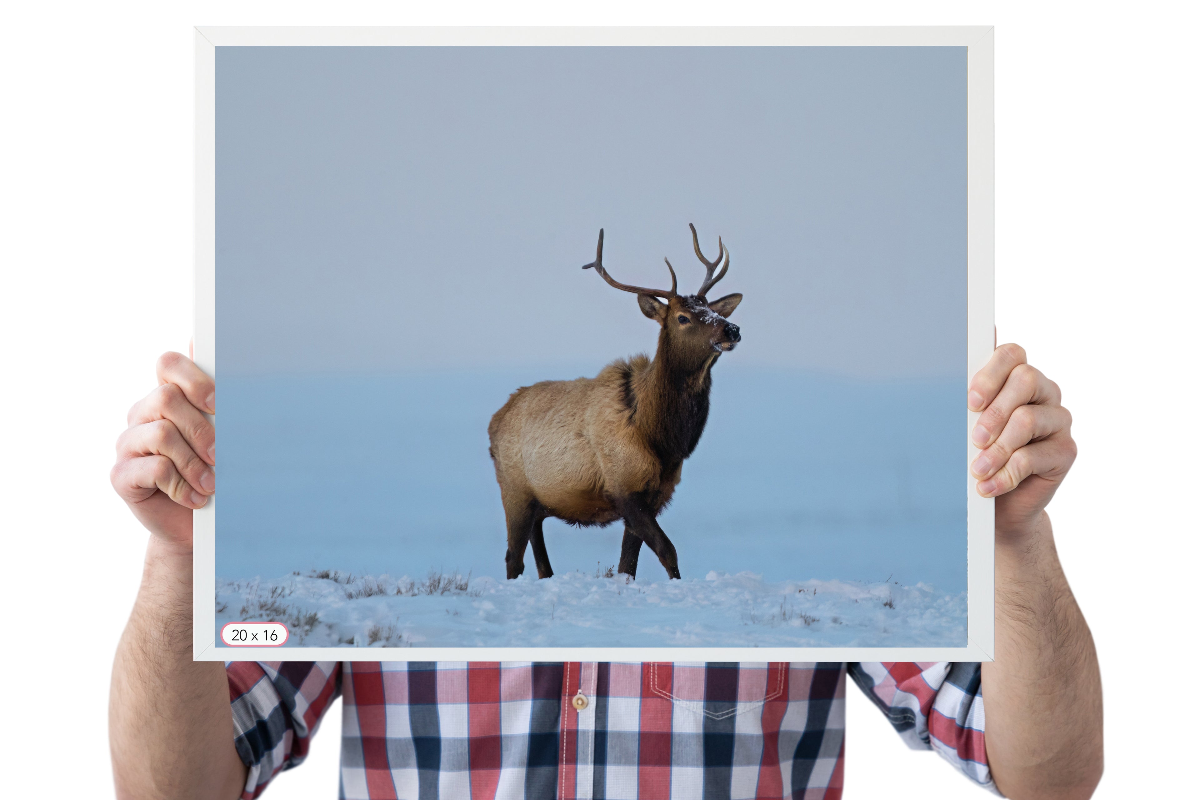 Young Bull Elk in Winter - The Overland Diaries