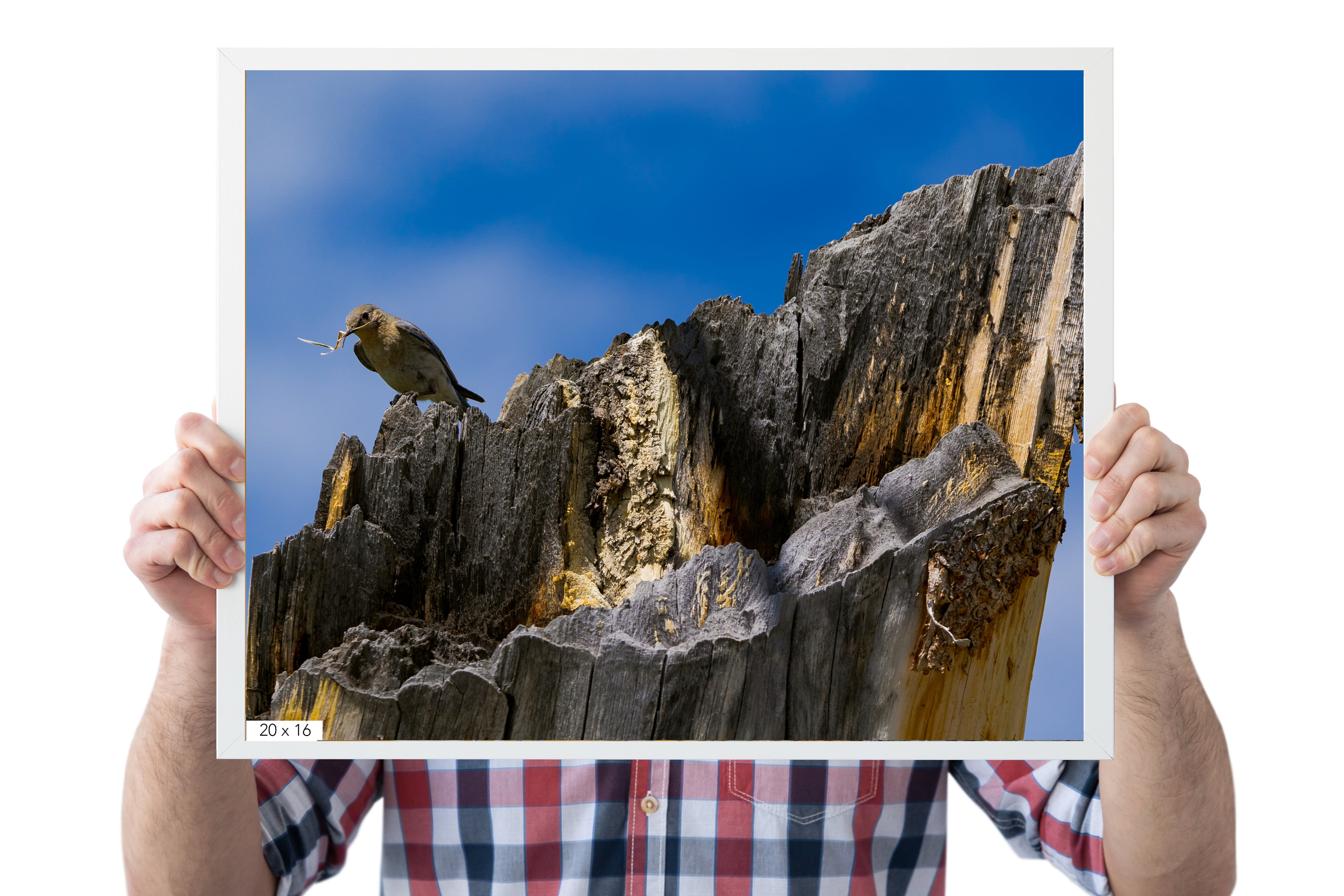 Female Mountain Bluebird - The Overland Diaries