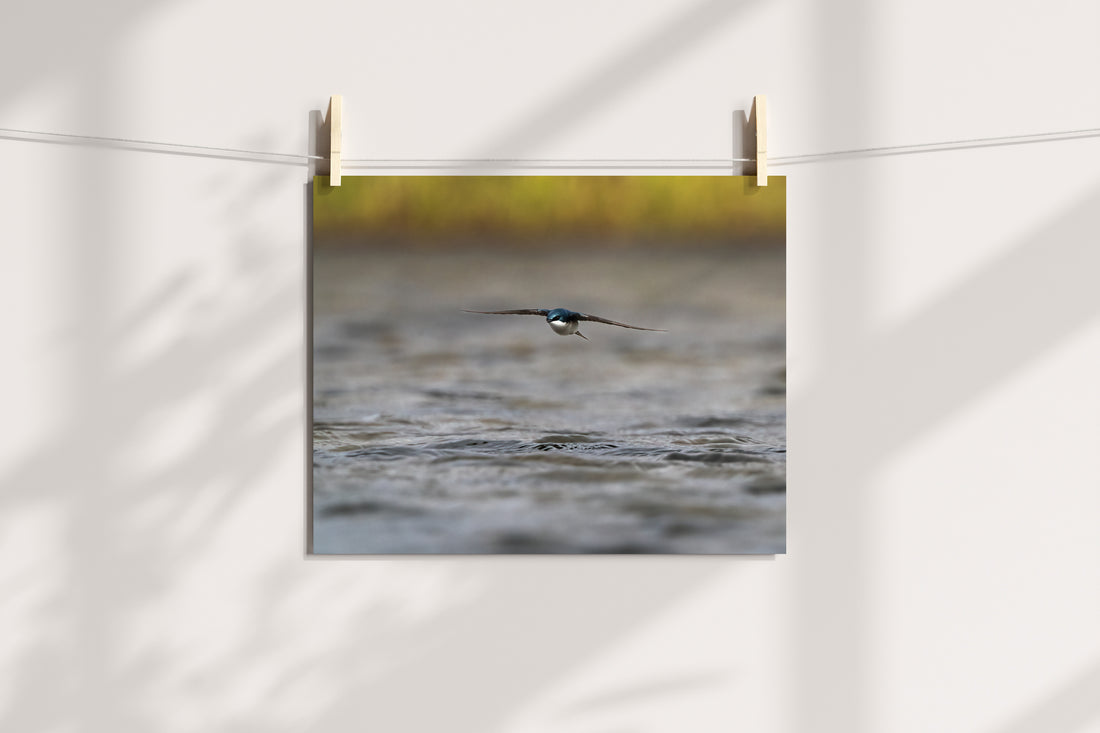 Flying Tree Swallow Photo - The Overland Diaries