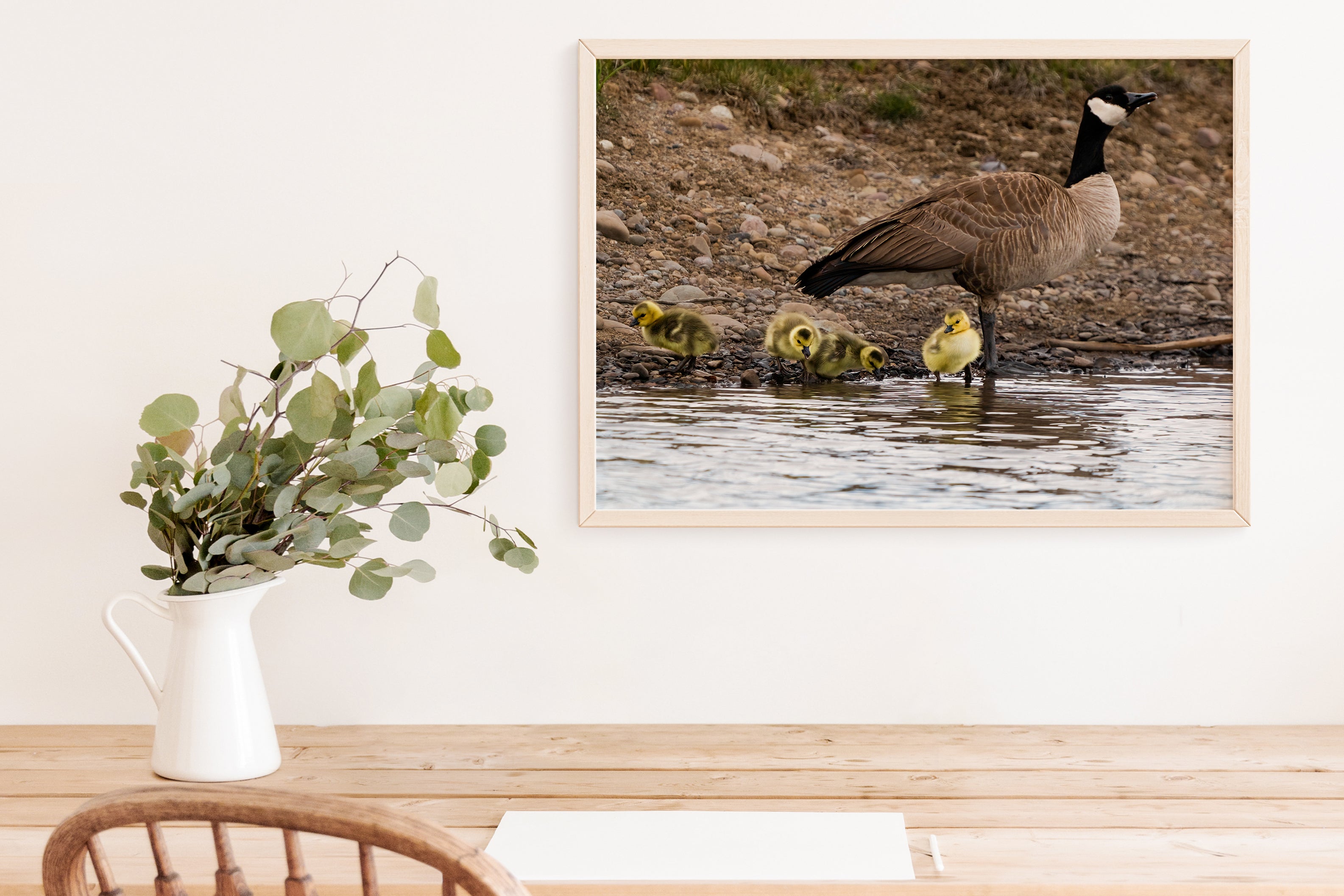 Canada Geese With Goslings Photo - The Overland Diaries