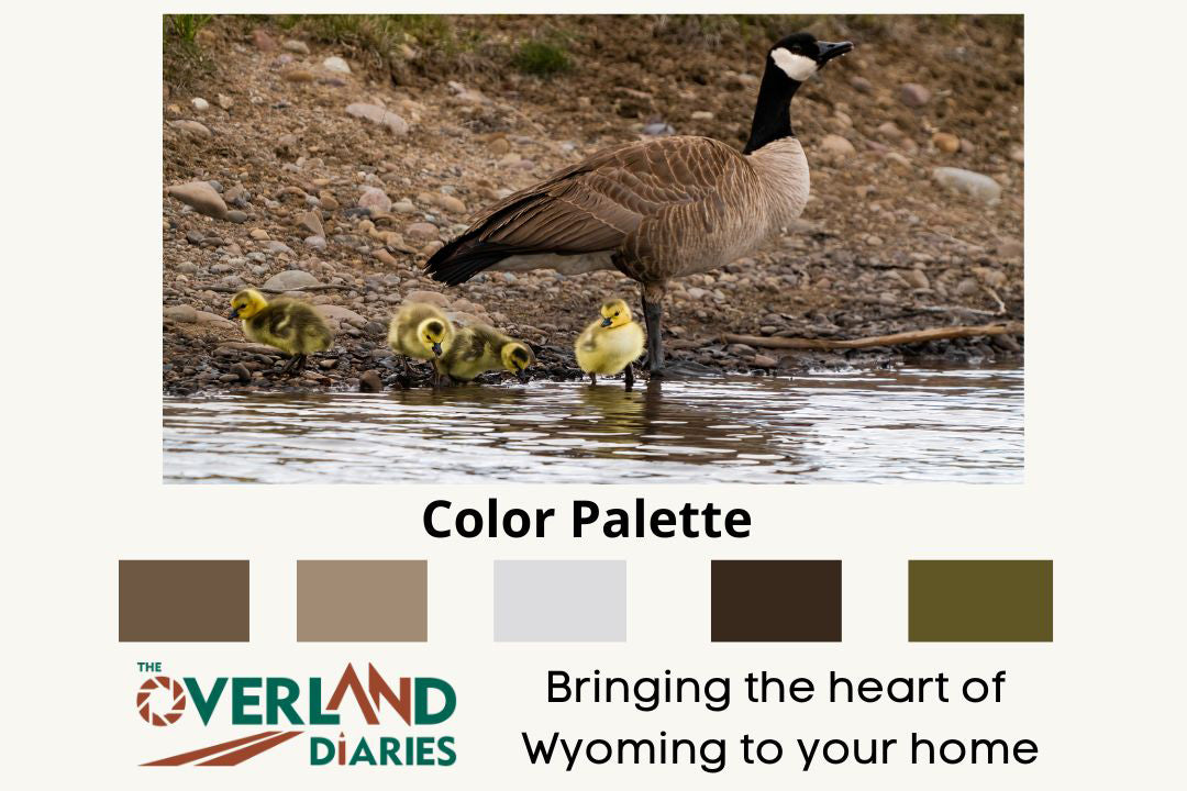 Canada Geese With Goslings Photo - The Overland Diaries