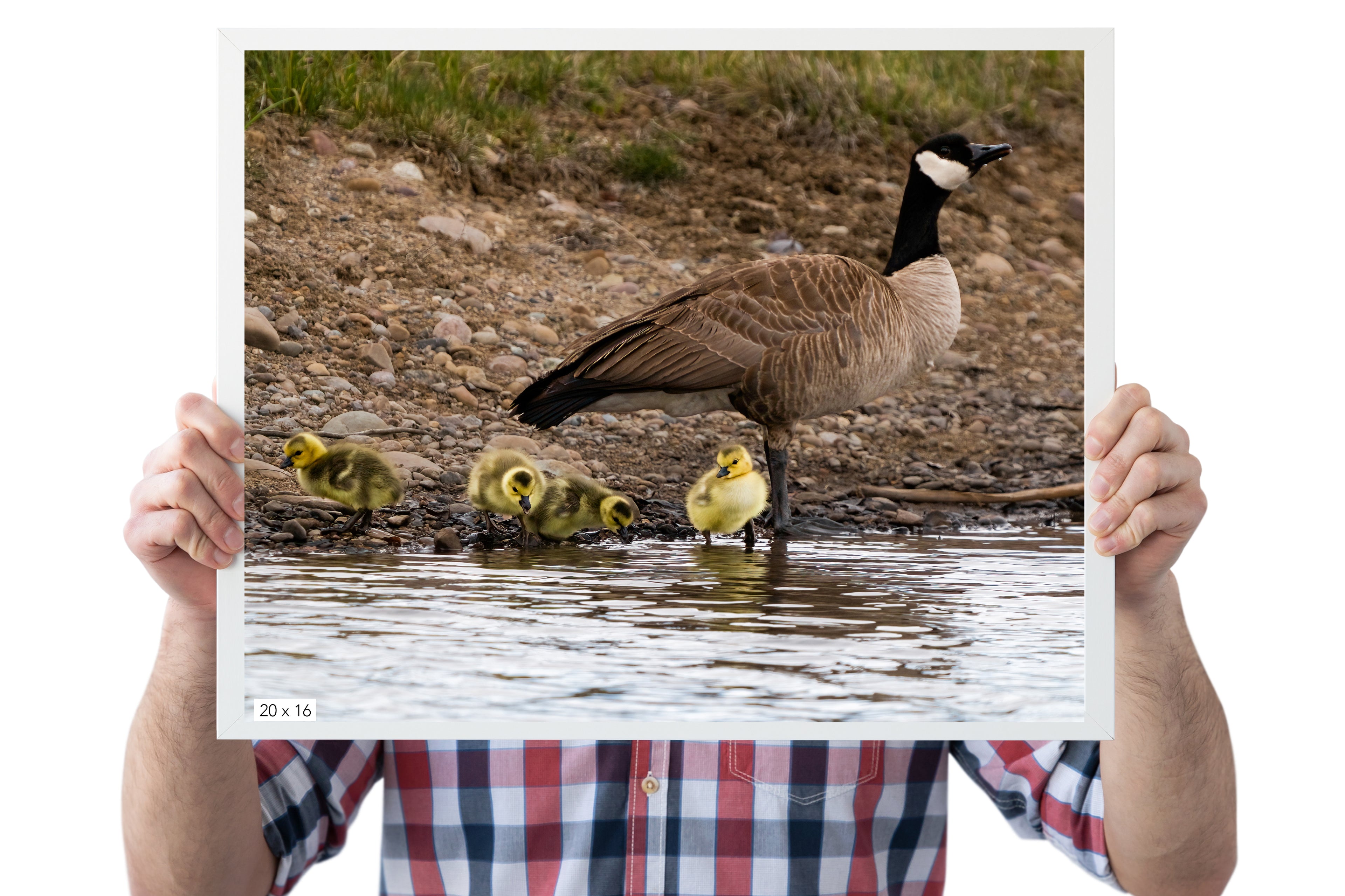 Canada Geese With Goslings Photo - The Overland Diaries