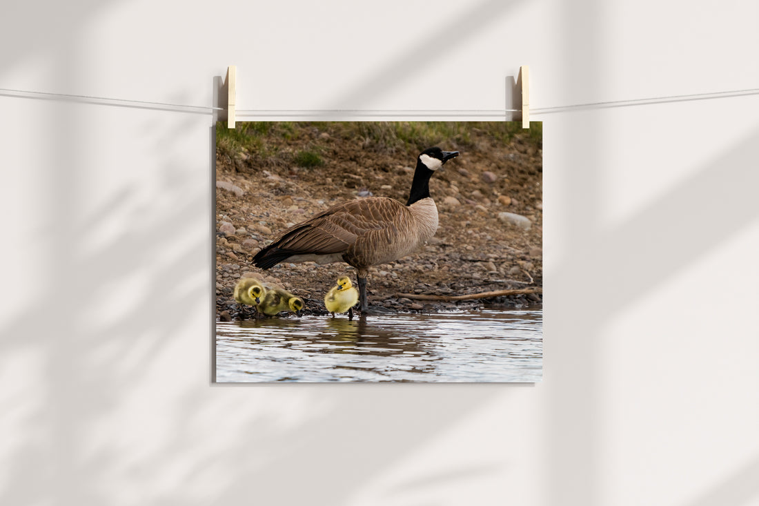 Canada Geese With Goslings Photo - The Overland Diaries