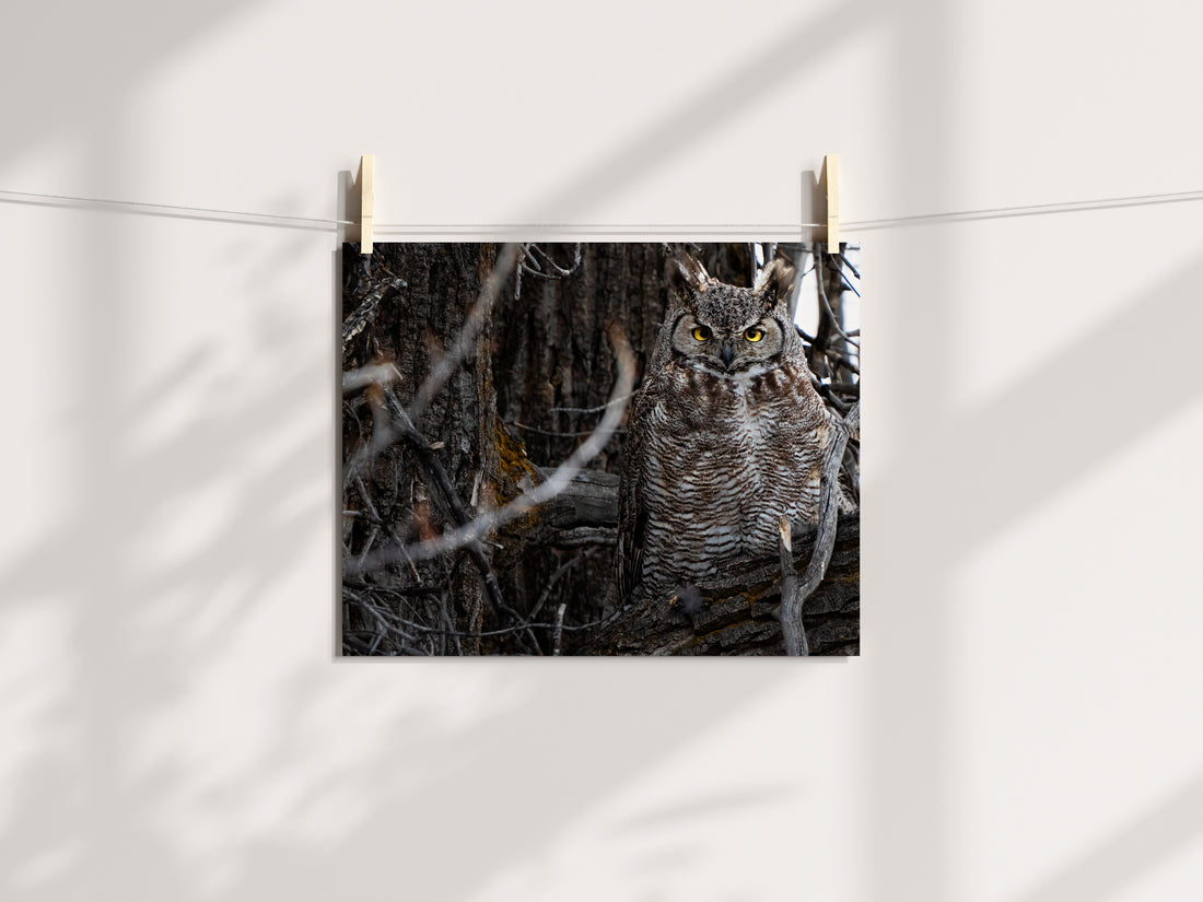 Wildlife Photography: Great Horned Owl - The Overland Diaries