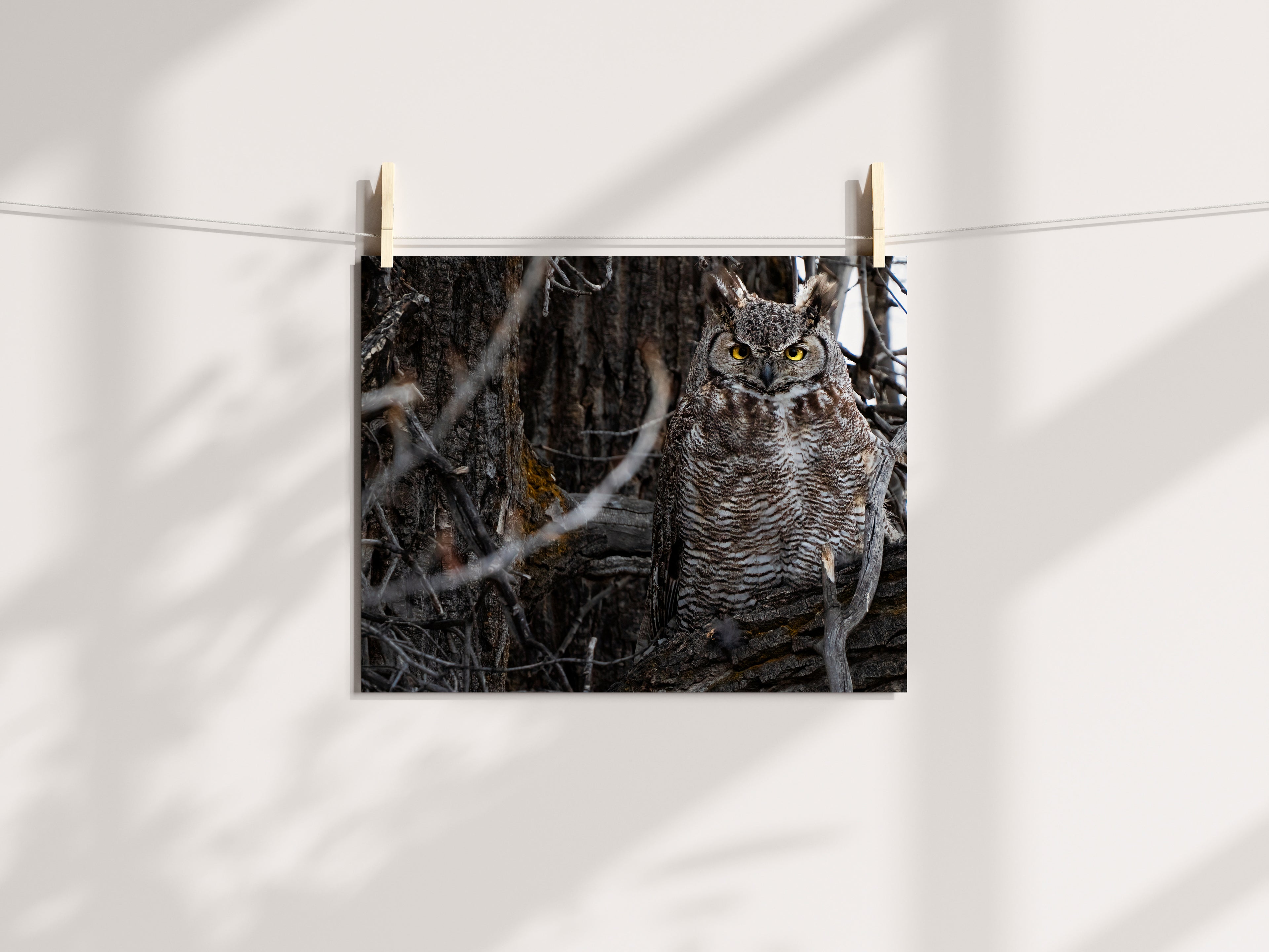 Wildlife Photography: Great Horned Owl - The Overland Diaries