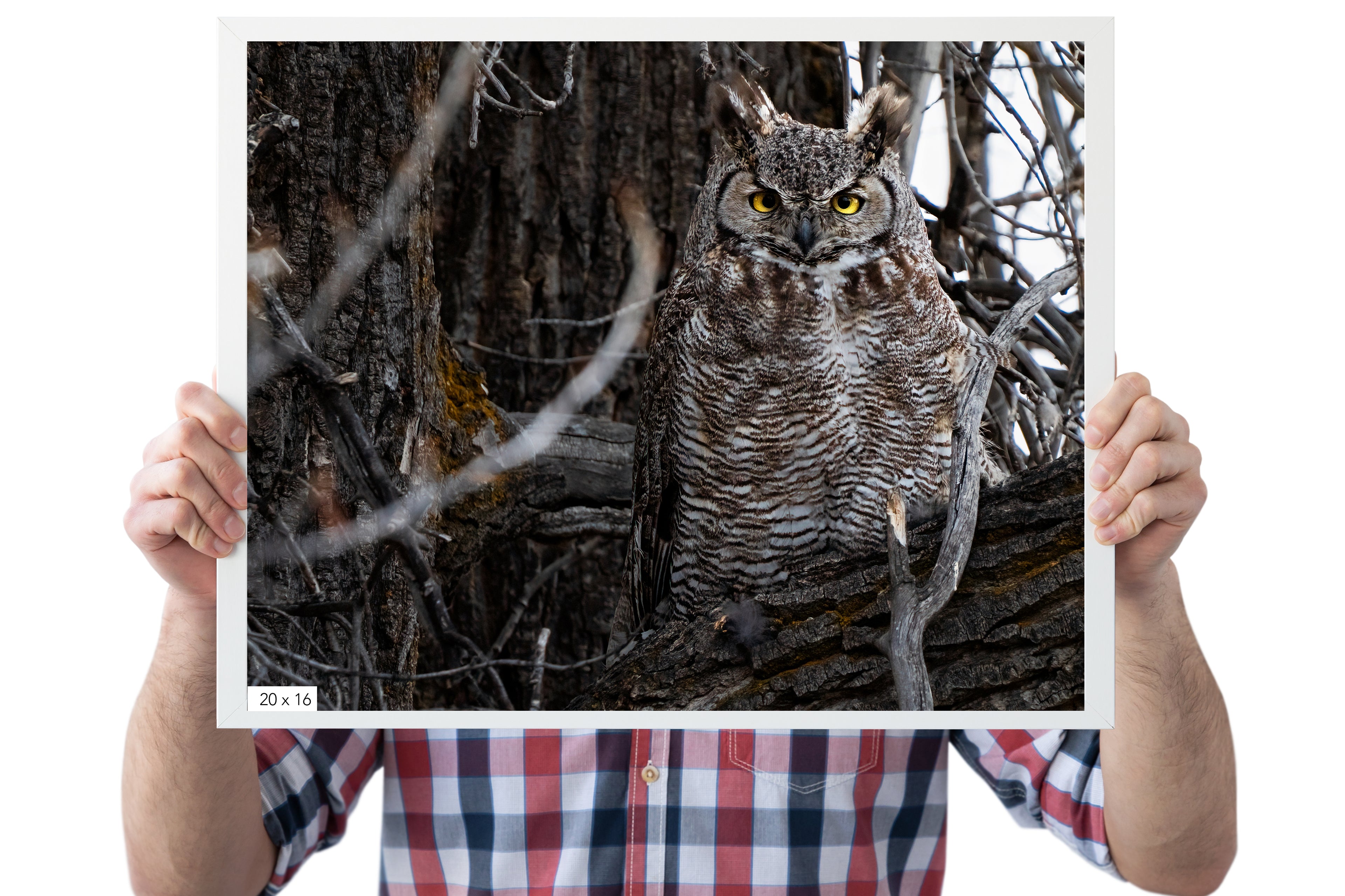 Wildlife Photography: Great Horned Owl - The Overland Diaries