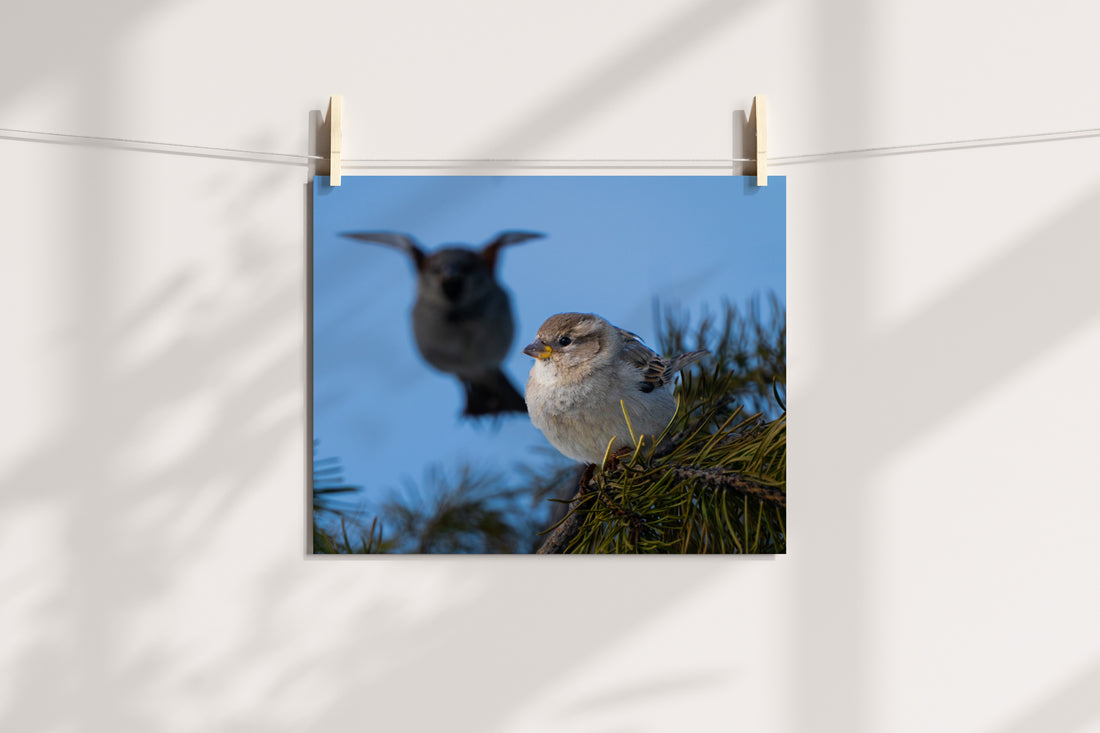 Nature Wall Art House Sparrow - The Overland Diaries