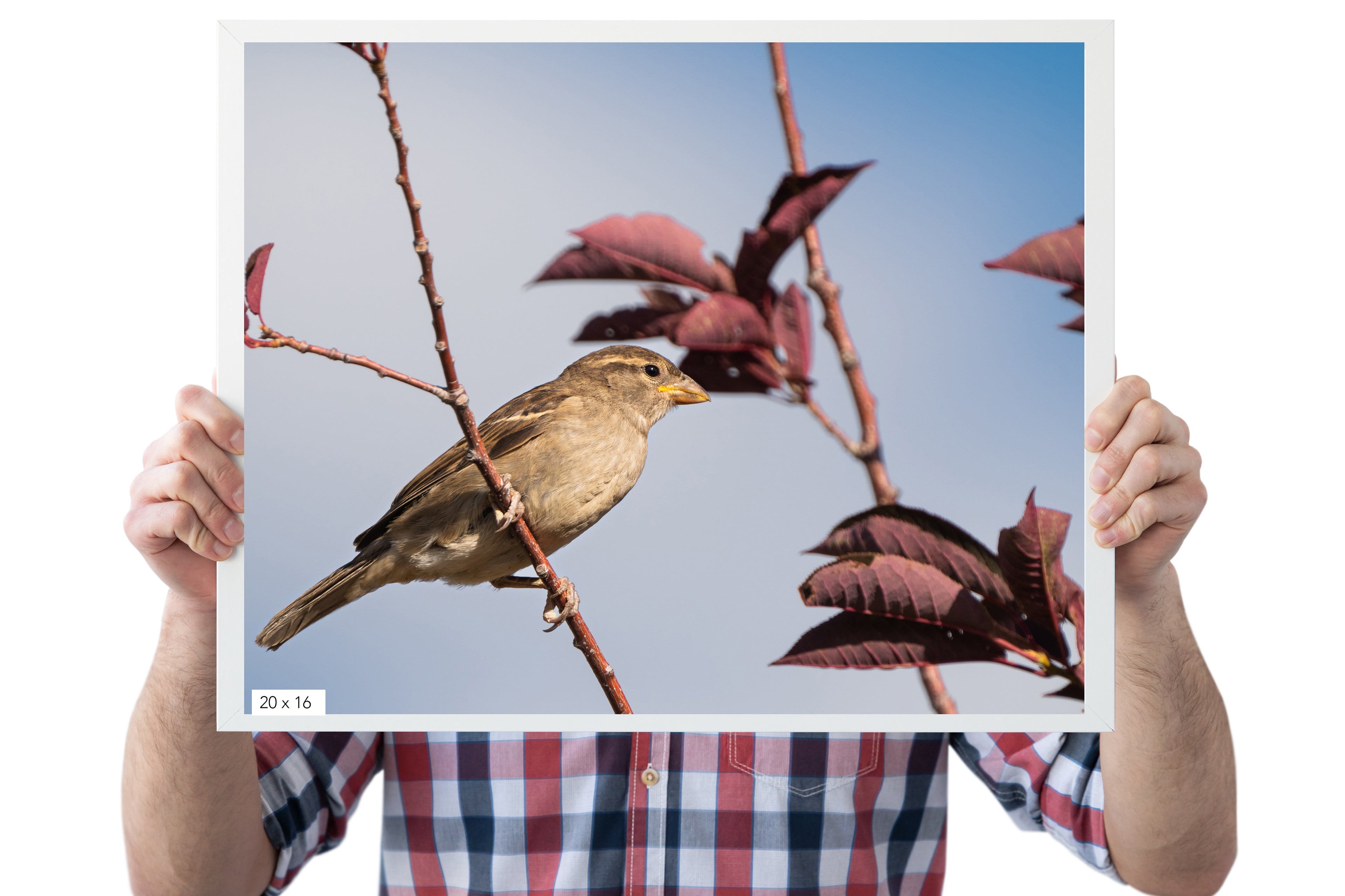 Bird Photography: House Sparrow - The Overland Diaries