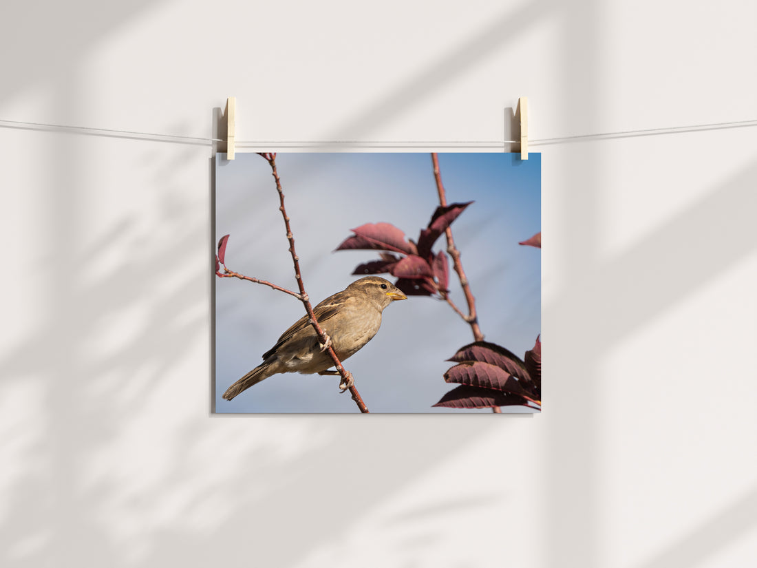 Bird Photography: House Sparrow - The Overland Diaries