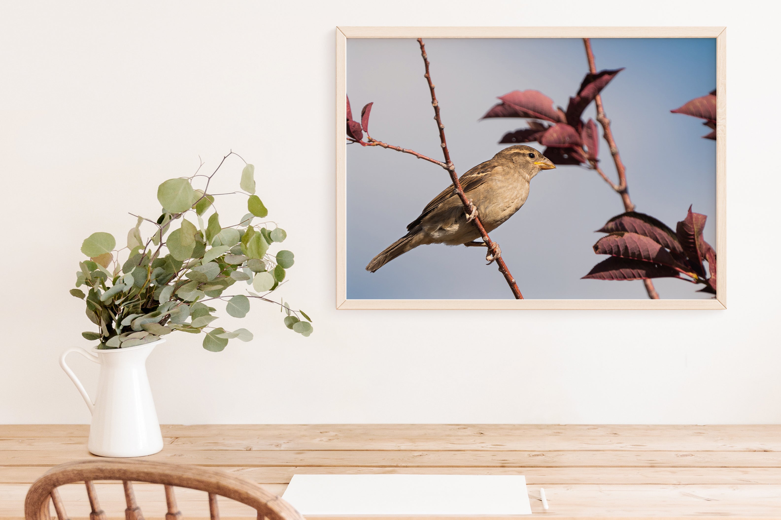 Bird Photography: House Sparrow - The Overland Diaries