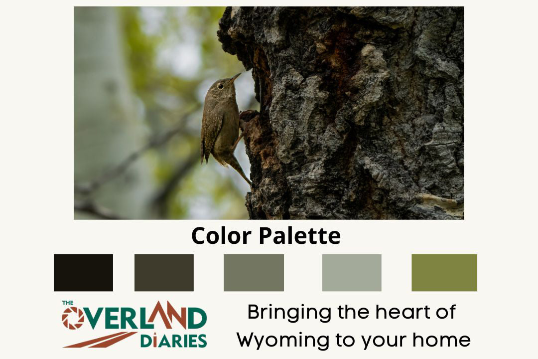 Bird Photography: House Wren - The Overland Diaries