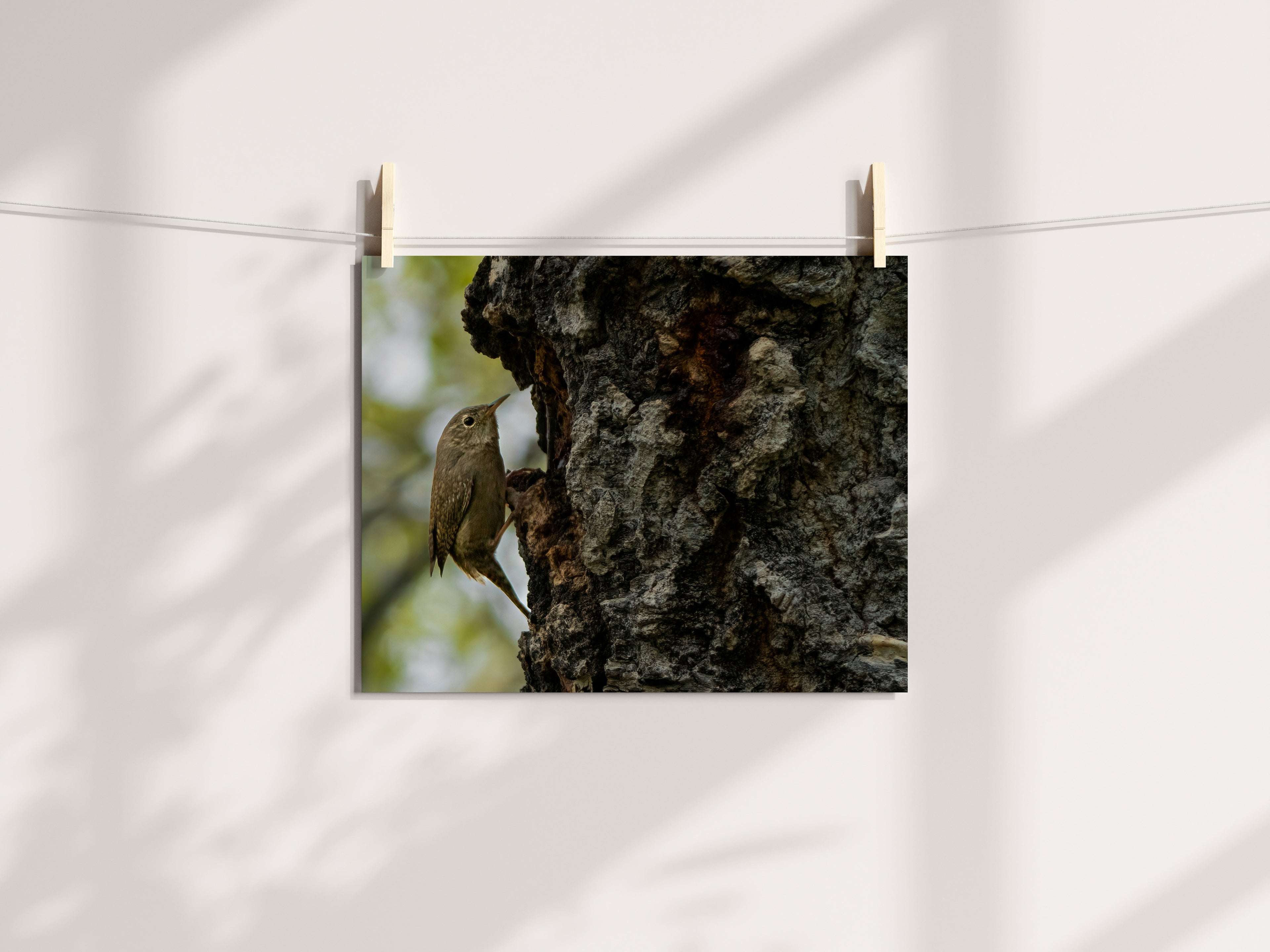 Bird Photography: House Wren - The Overland Diaries
