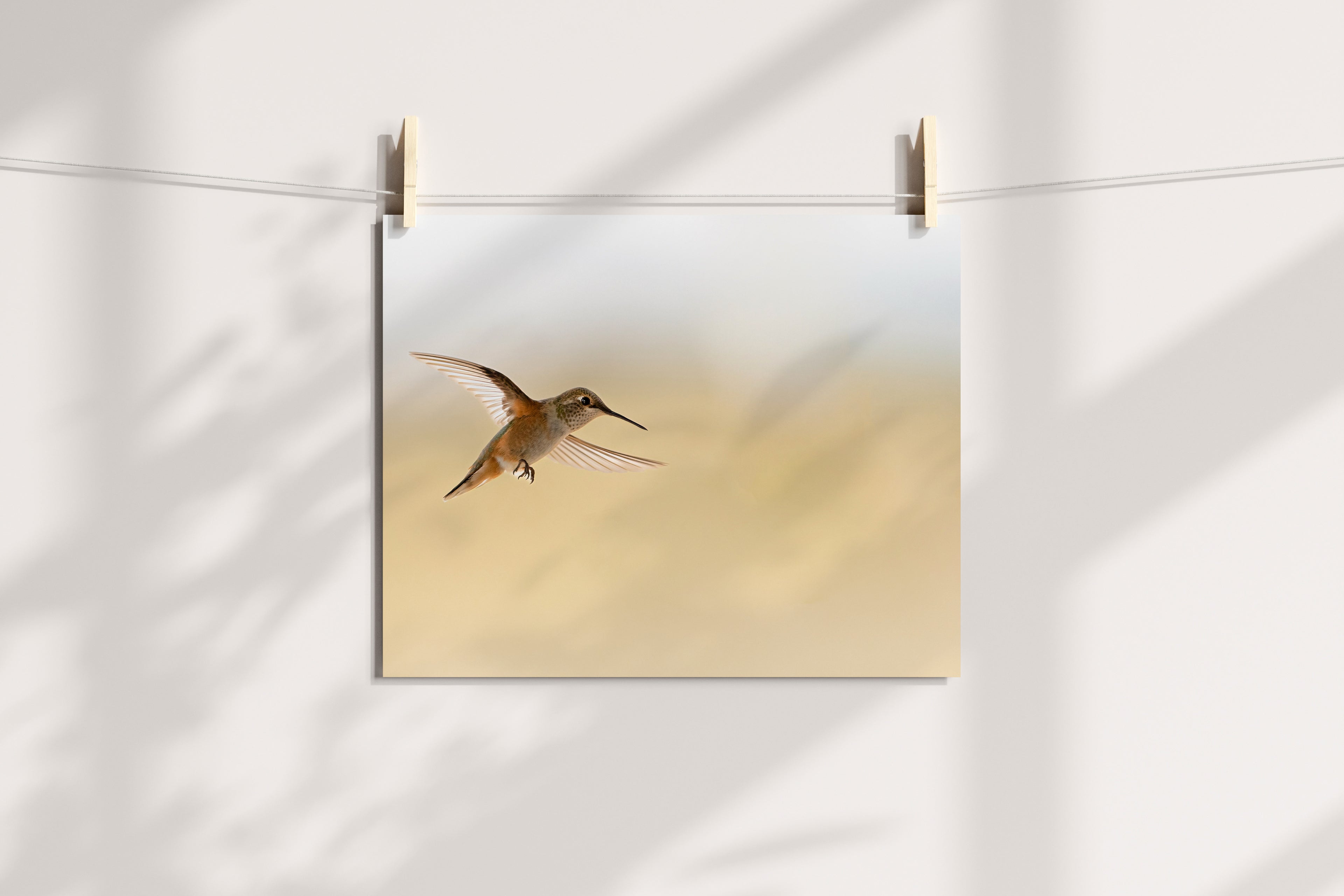Hummingbird In Flight - The Overland Diaries