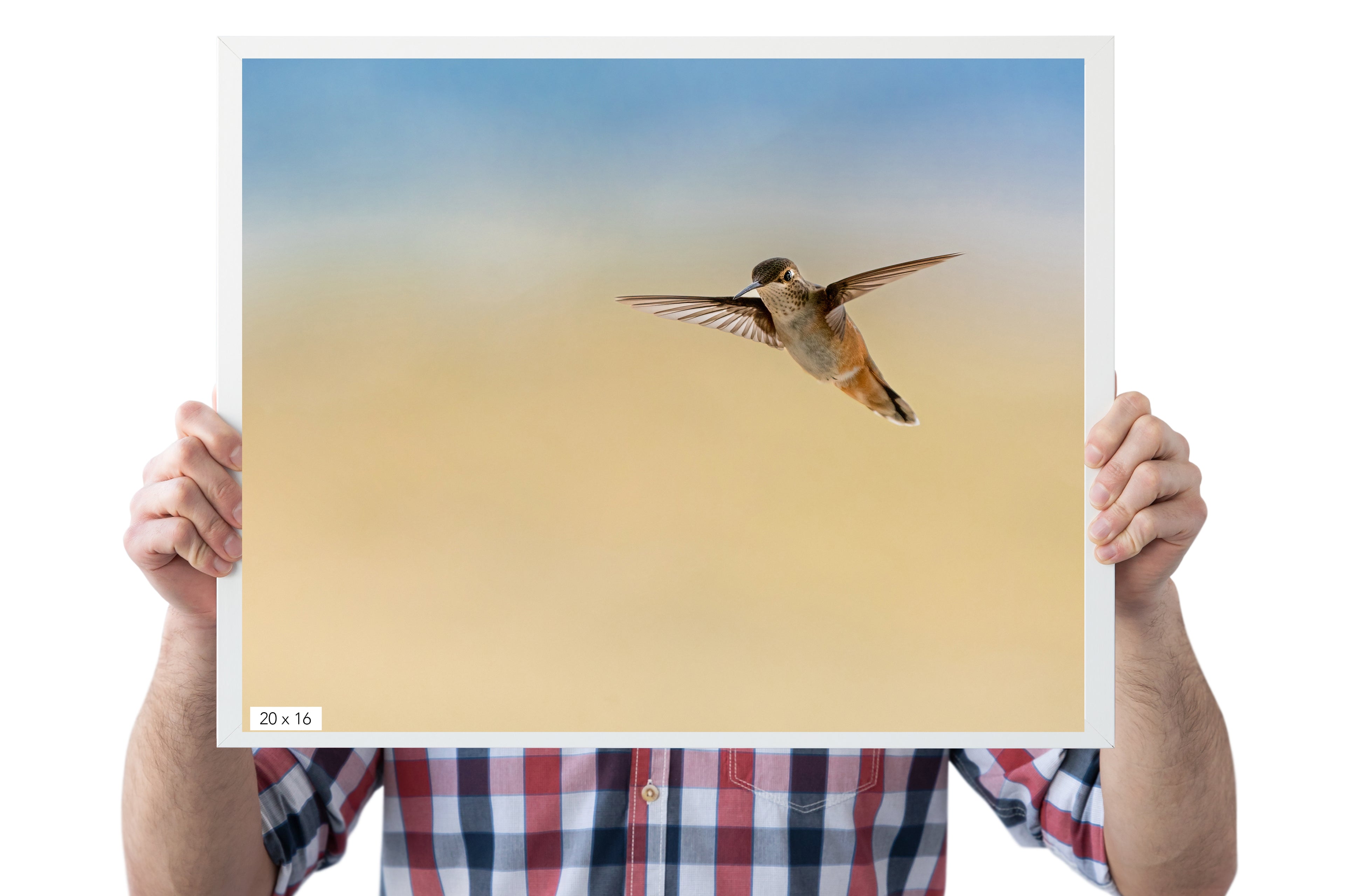 Hummingbird Lover Gift - The Overland Diaries