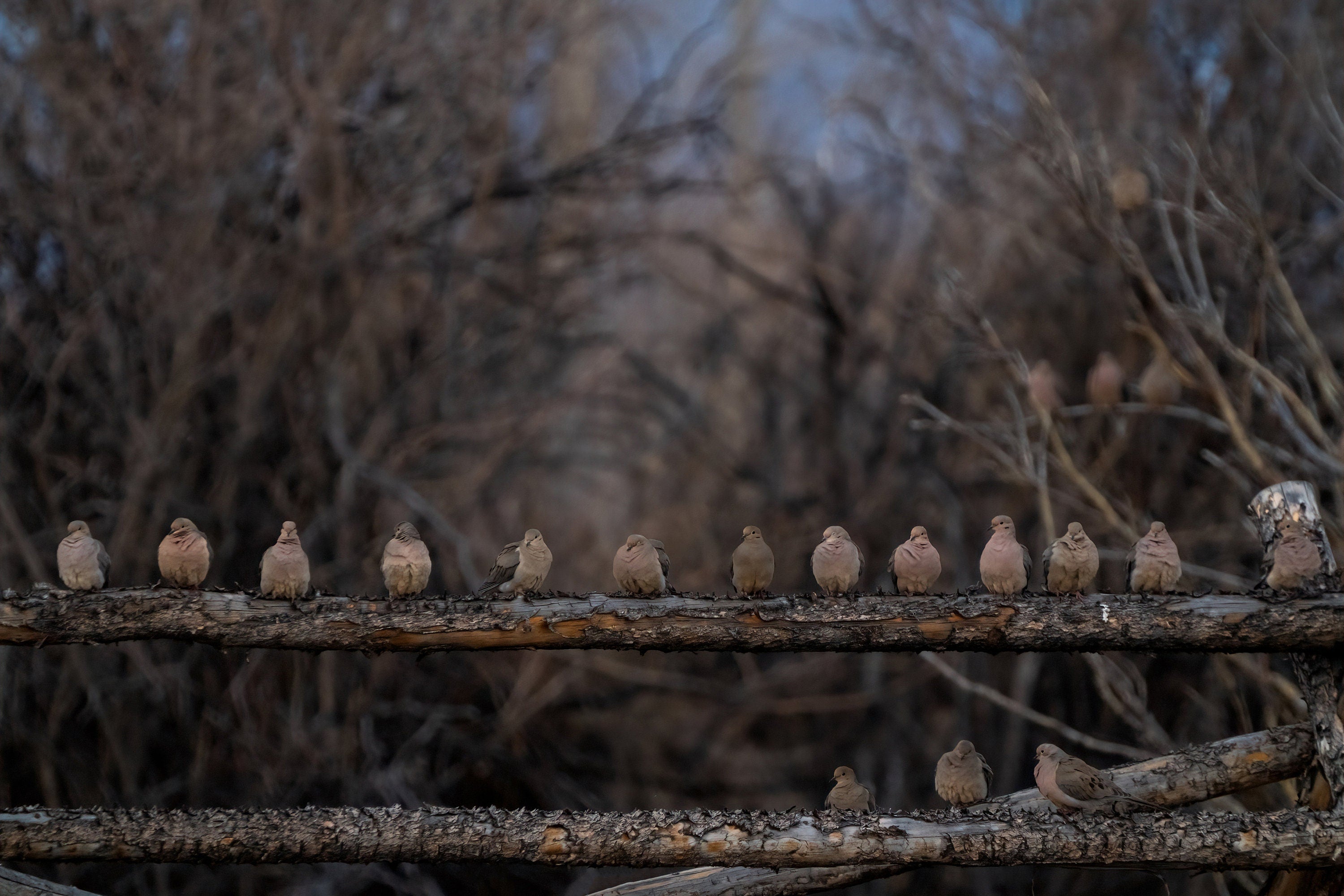 Cute photo of Flock Of Mourning Doves - The Overland Diaries
