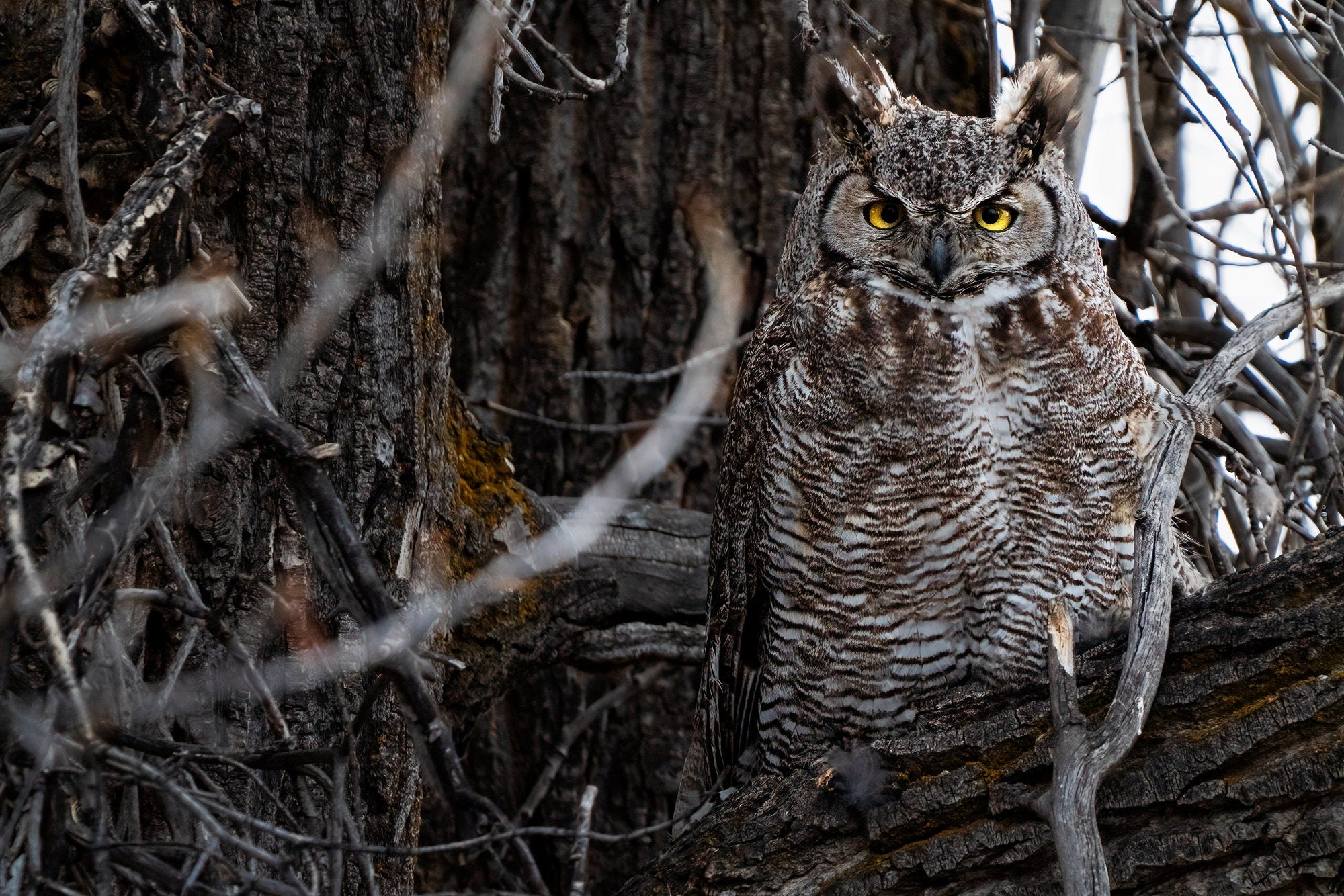 Wildlife Photography: Great Horned Owl - The Overland Diaries