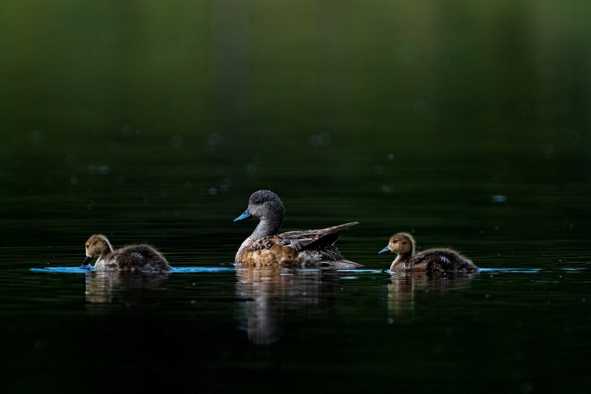 Cute Photo of American Wigeon With Ducklings - The Overland Diaries