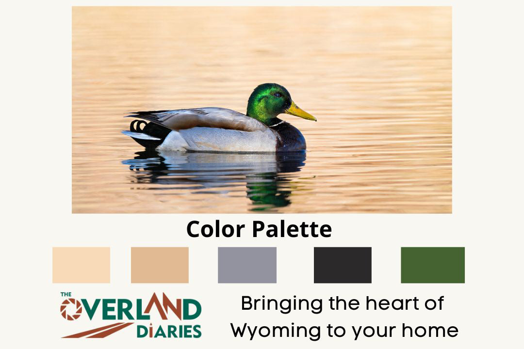 Male Mallard Duck Photo - The Overland Diaries